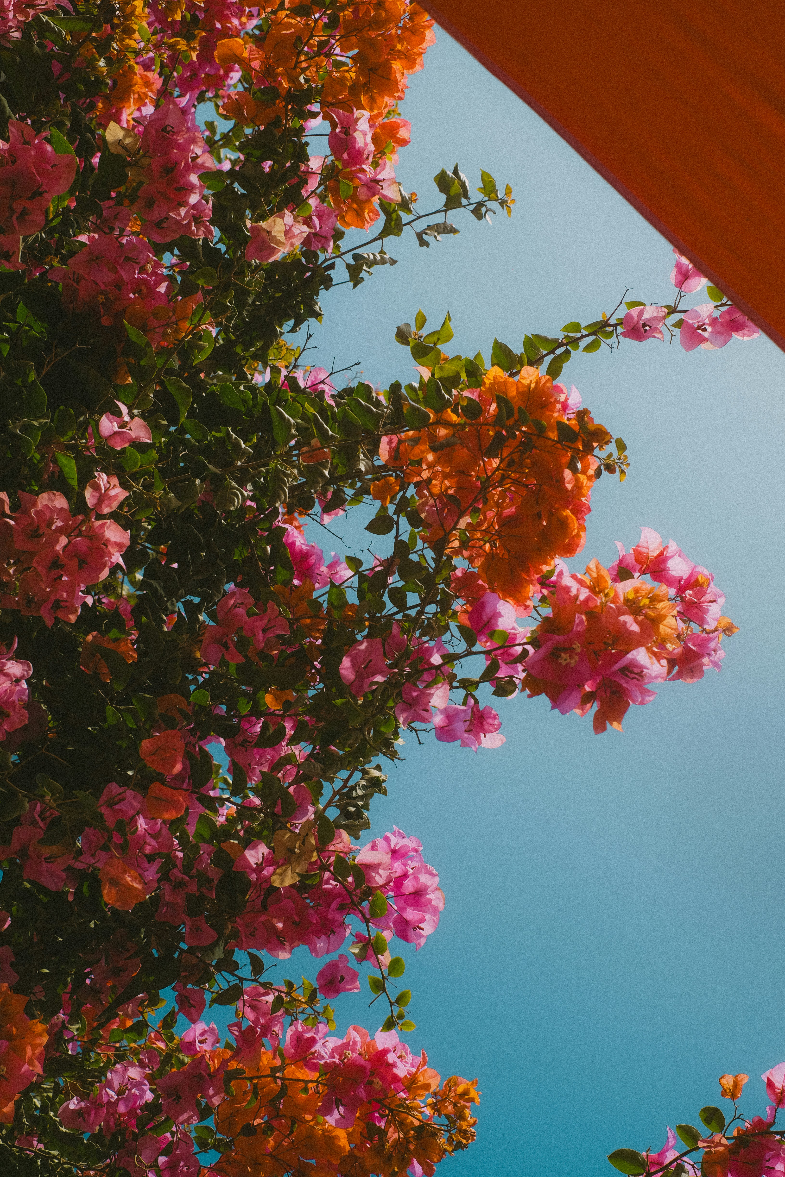 Photo by alicharmant