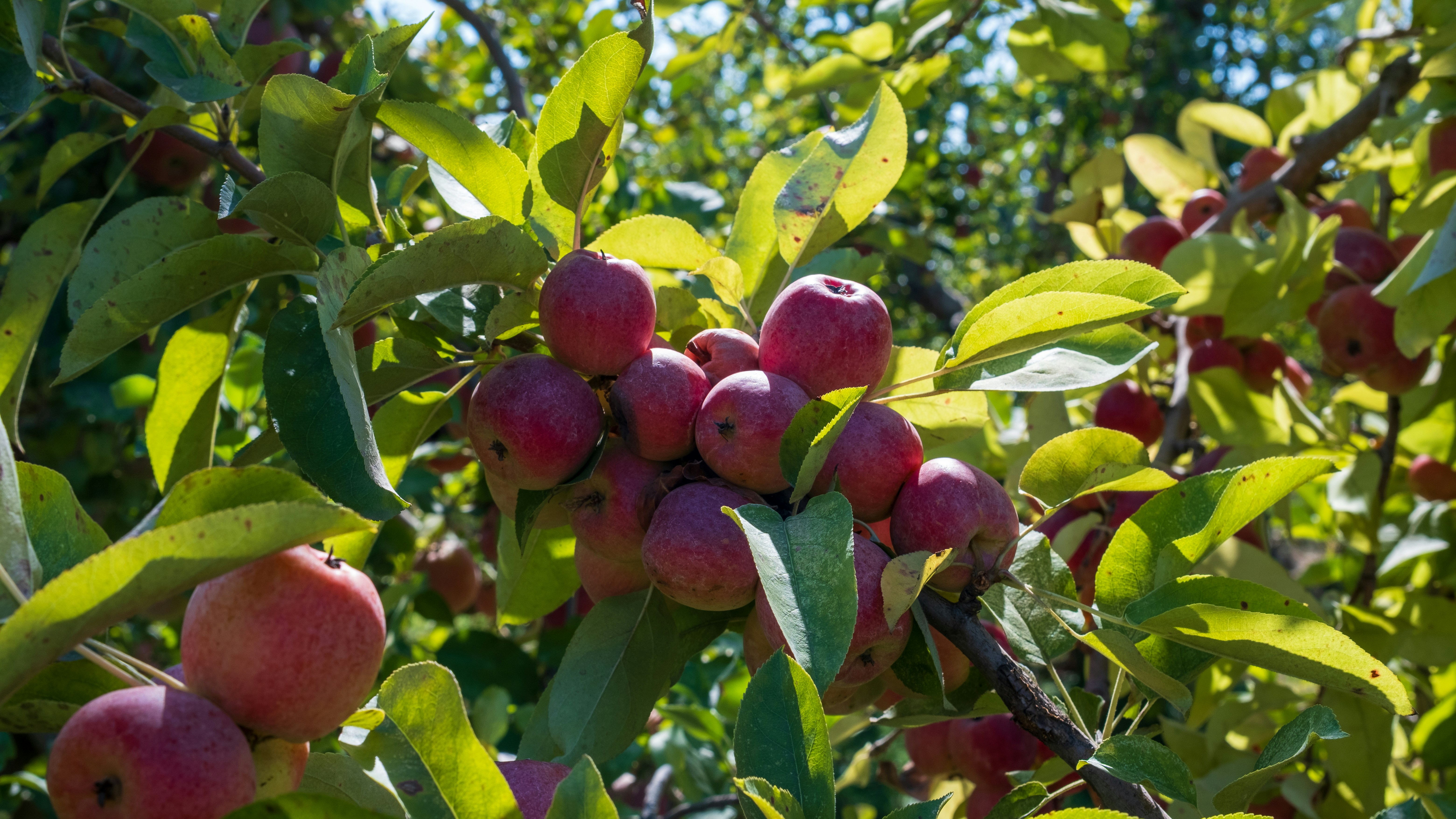 Ripe red apples hang from a leafy tree branch.