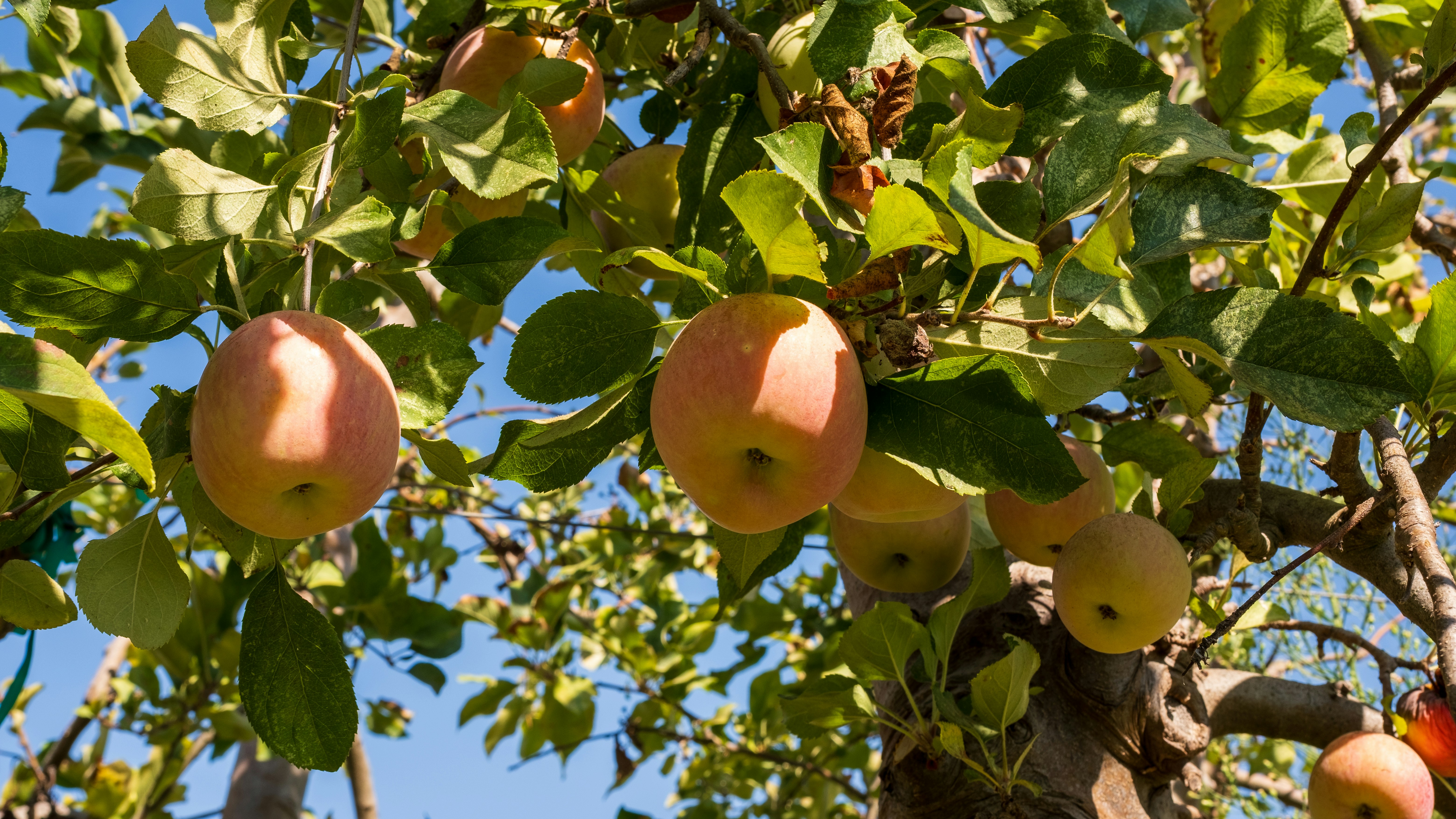 Picking apples in California's central valley