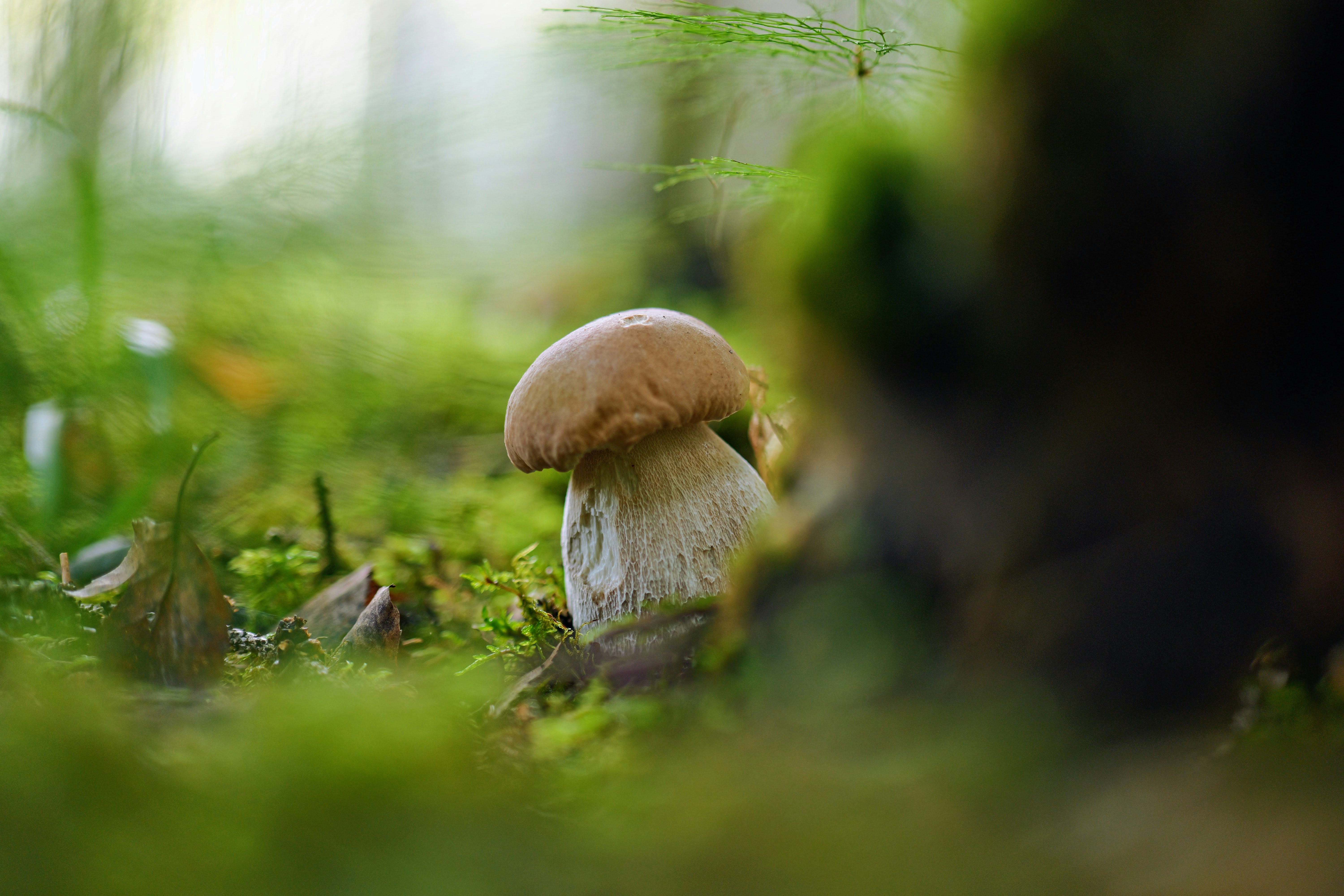 Un solo hongo crece en un bosque cubierto de musgo.