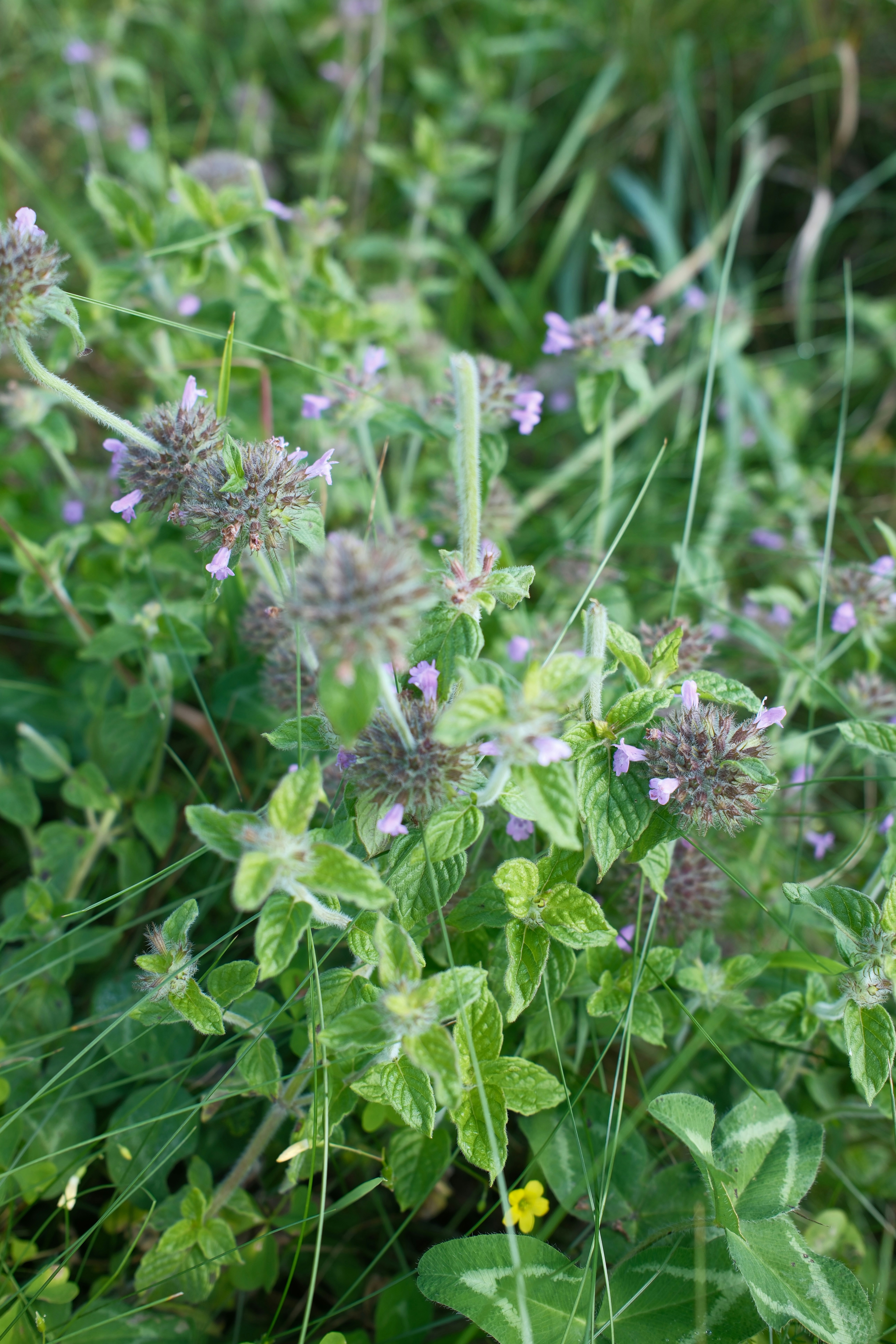 Photo by leonbredella