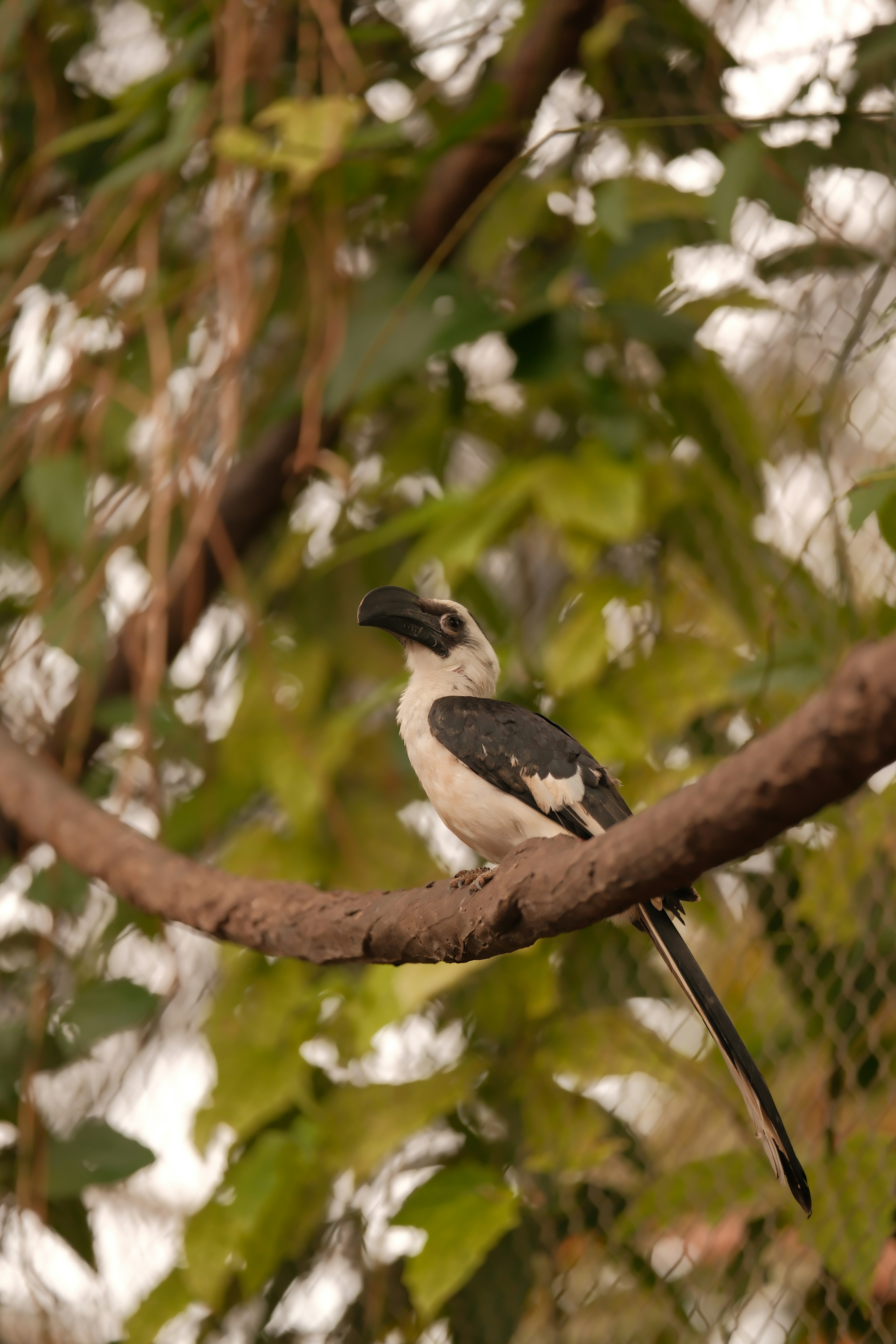 A hornbill bird perched on a tree branch.