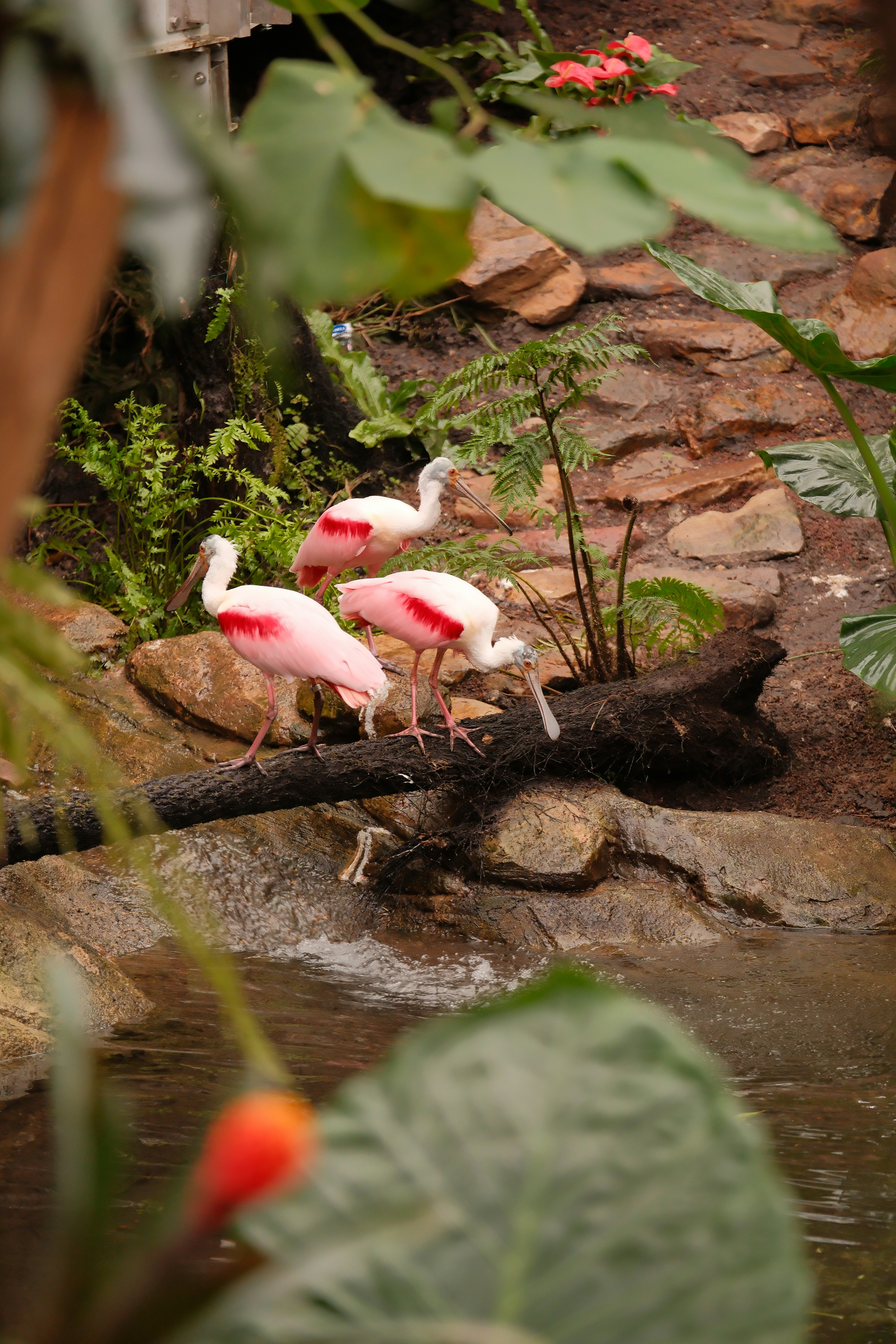Three roseate spoonbills stand on a log by water.