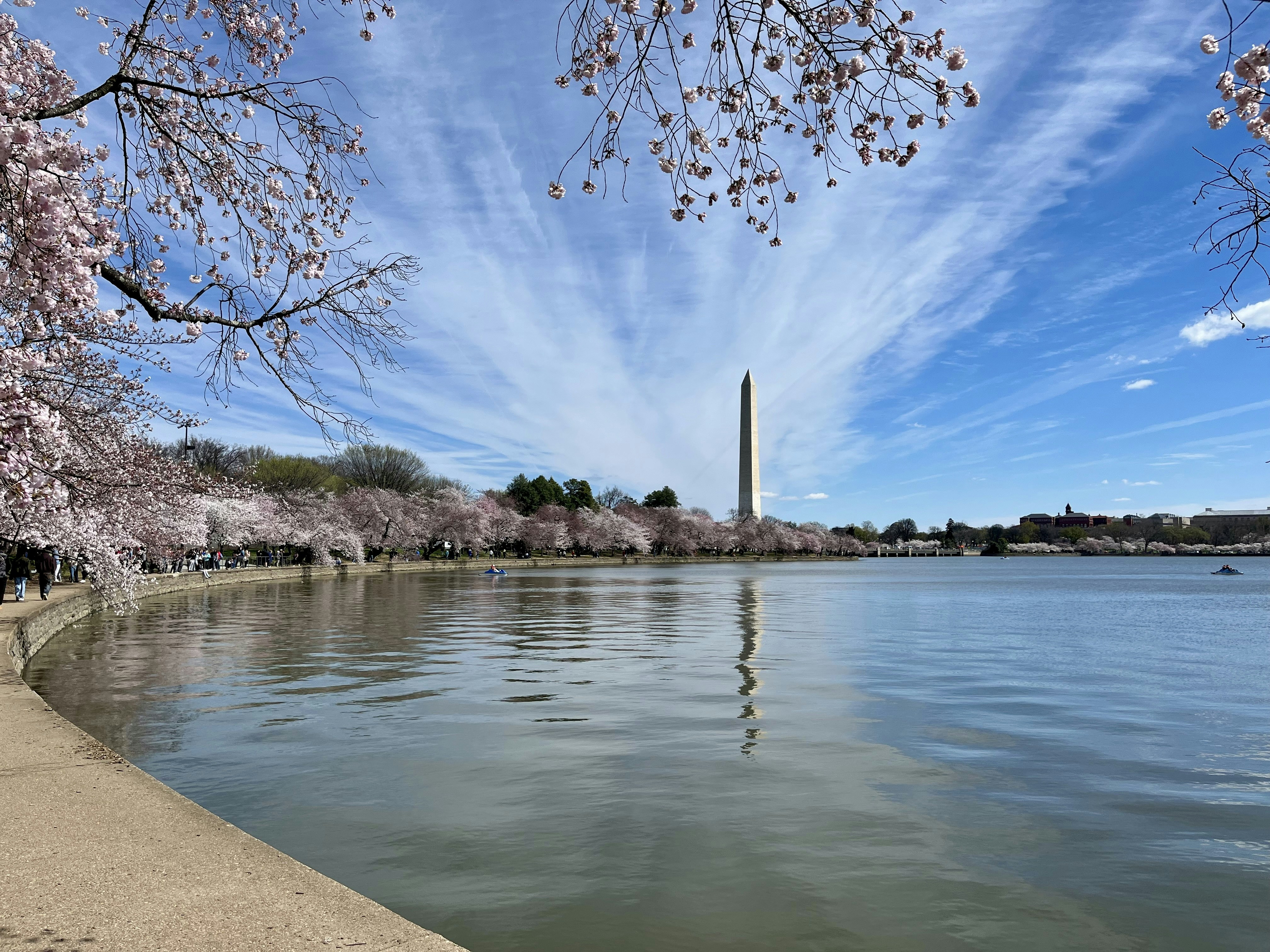 Cherry blossoms at peak bloom around the Tidal Basin with the Washington Monument behind in Washington, D.C.