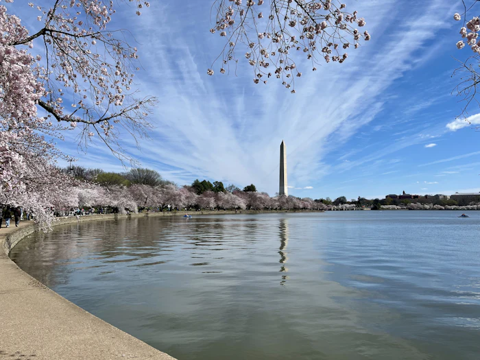 Cherry blossoms at the Tidal Basin, illustrative of the National Cherry Blossom Festival