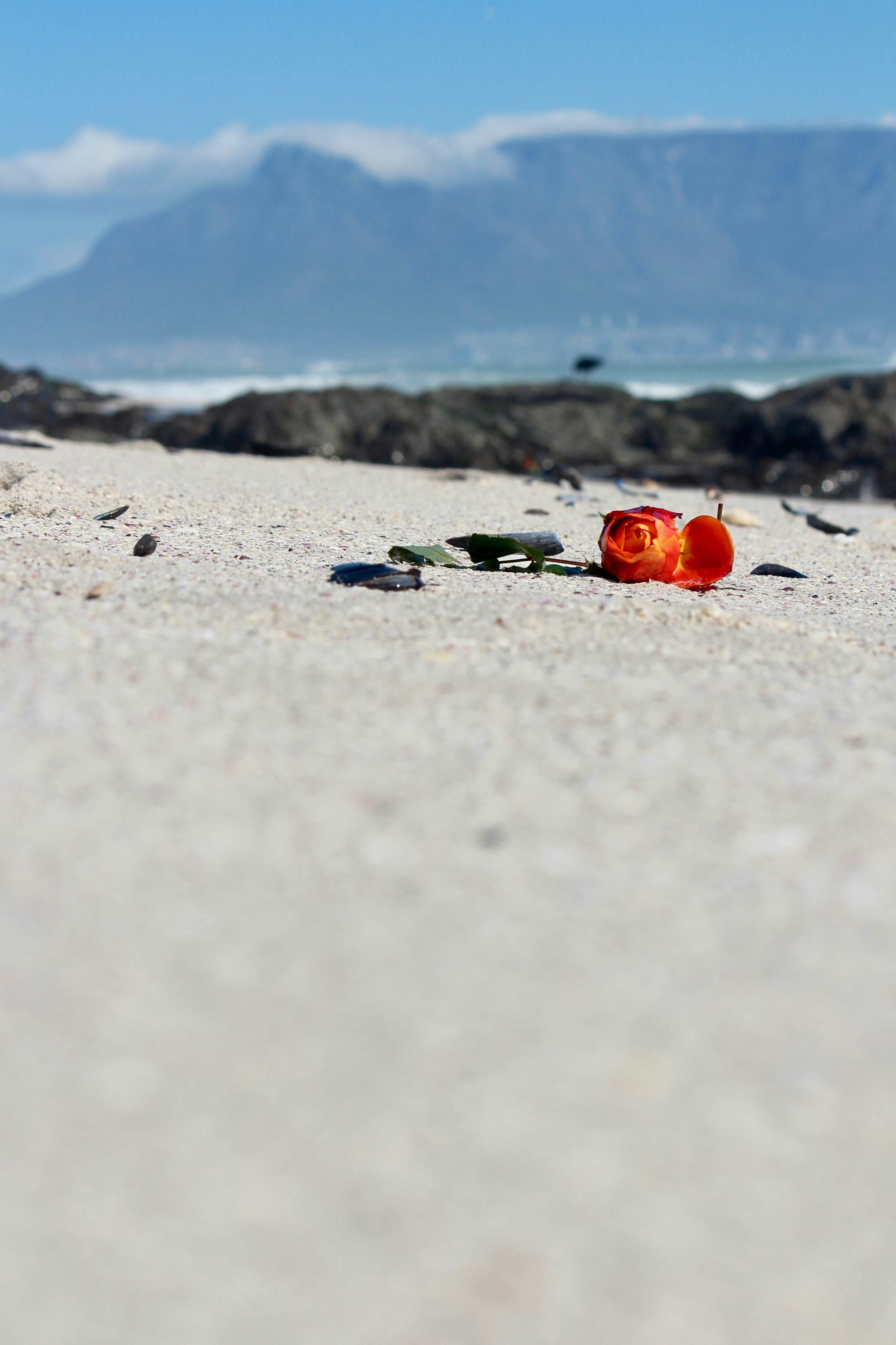 Orange rose on a sandy beach with mountains.