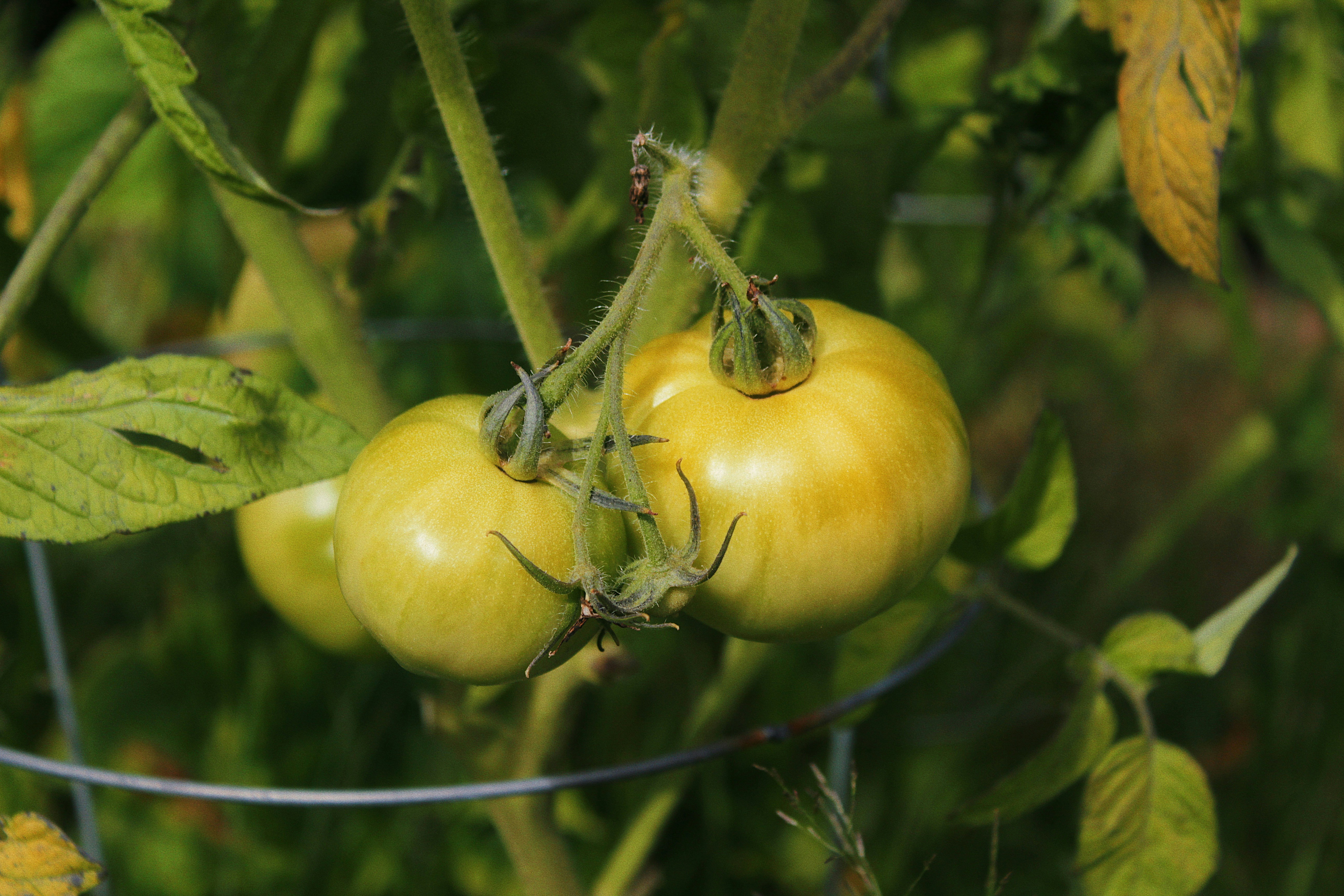 Photo by katherinestpierre