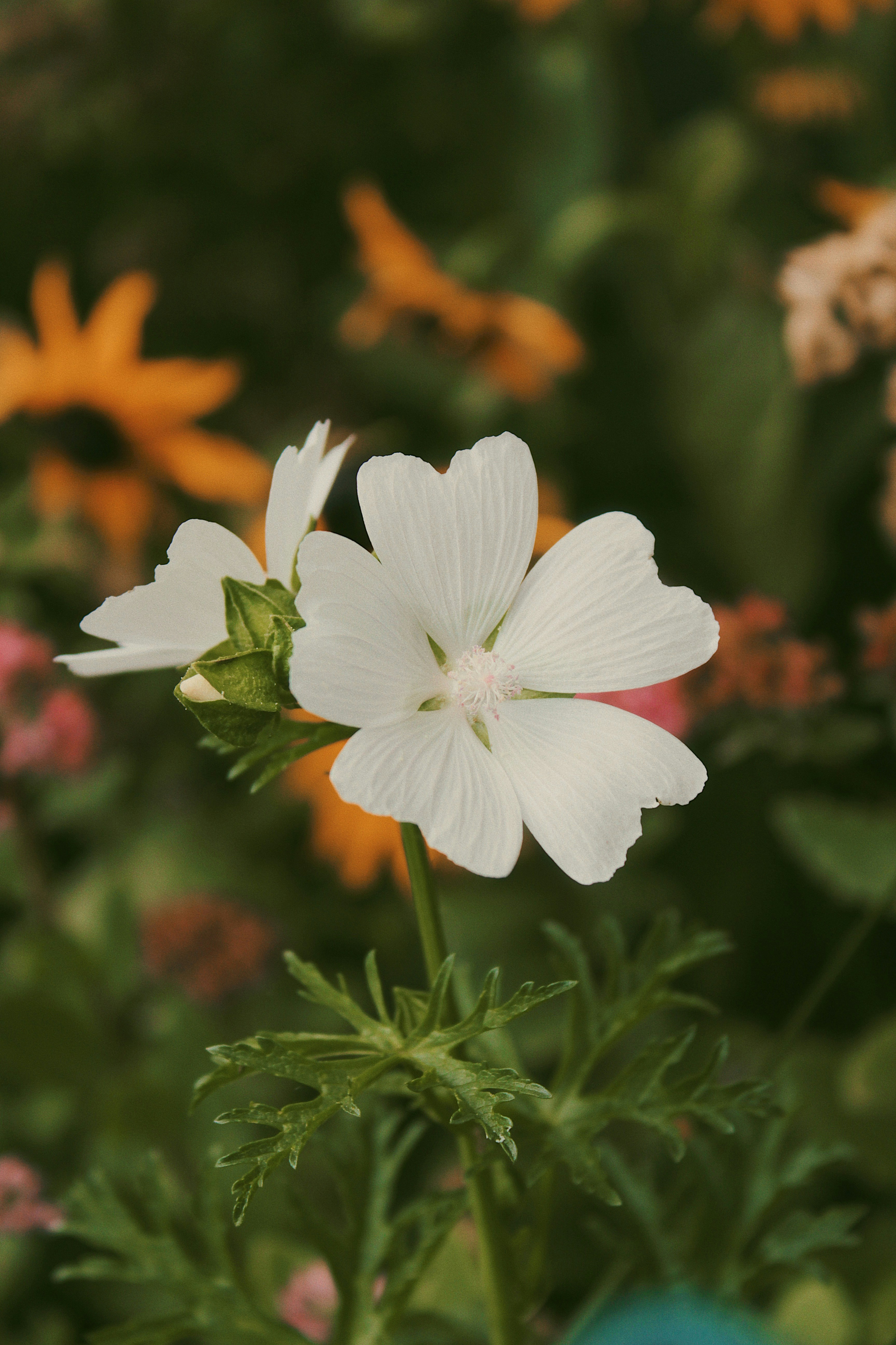 Photo by katherinestpierre