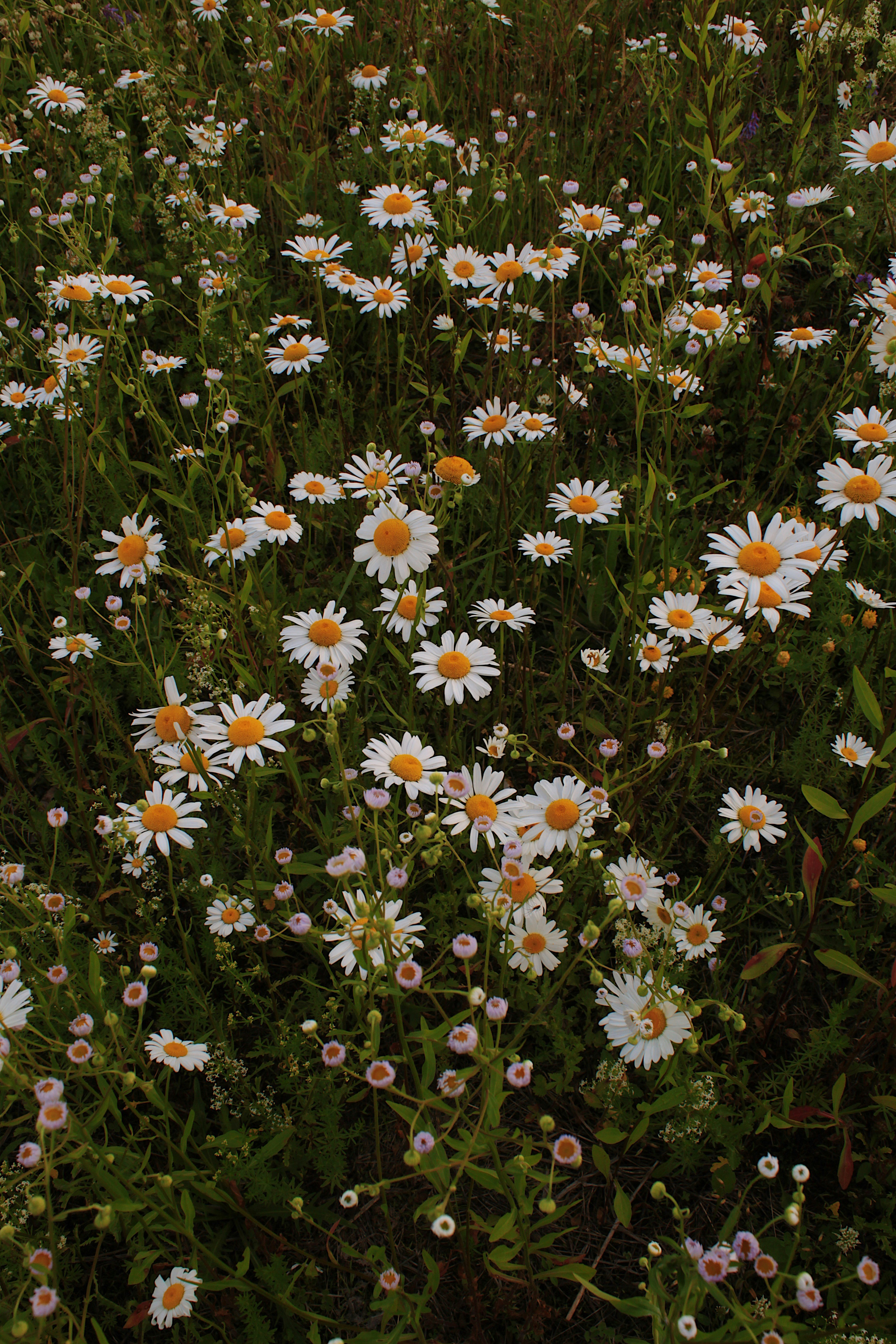 Photo by katherinestpierre