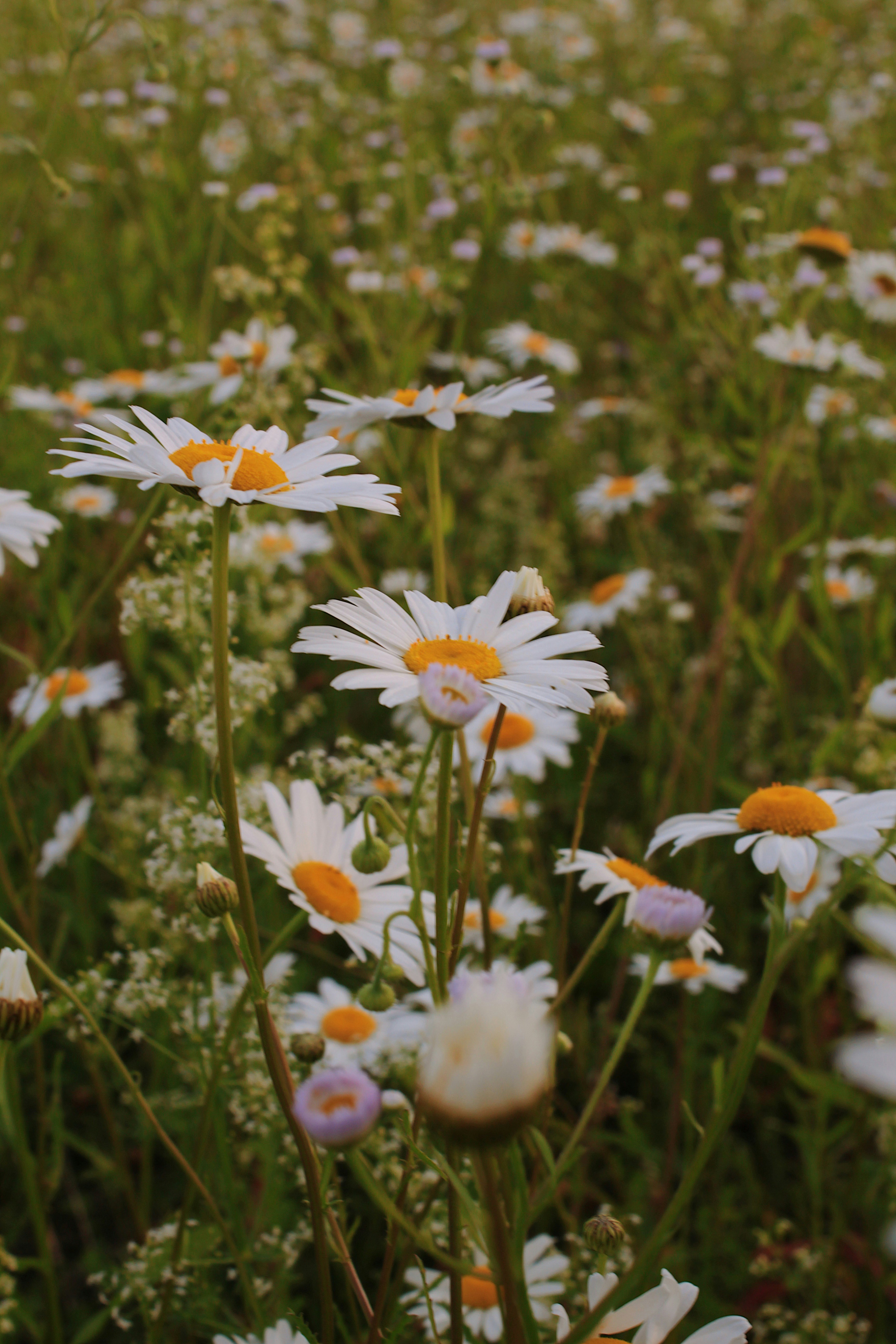 Photo by katherinestpierre