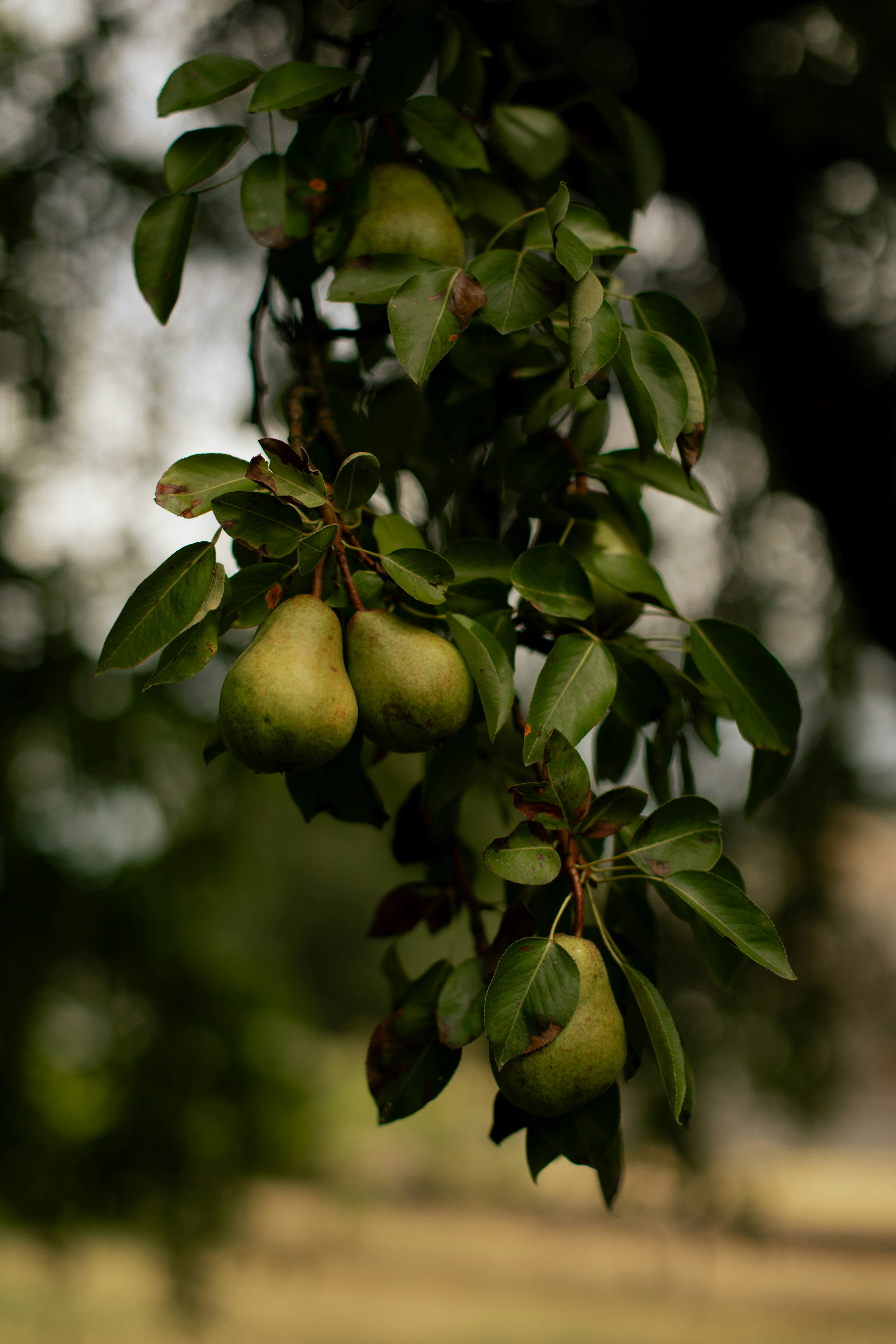 Green pears hang from a leafy tree branch.
