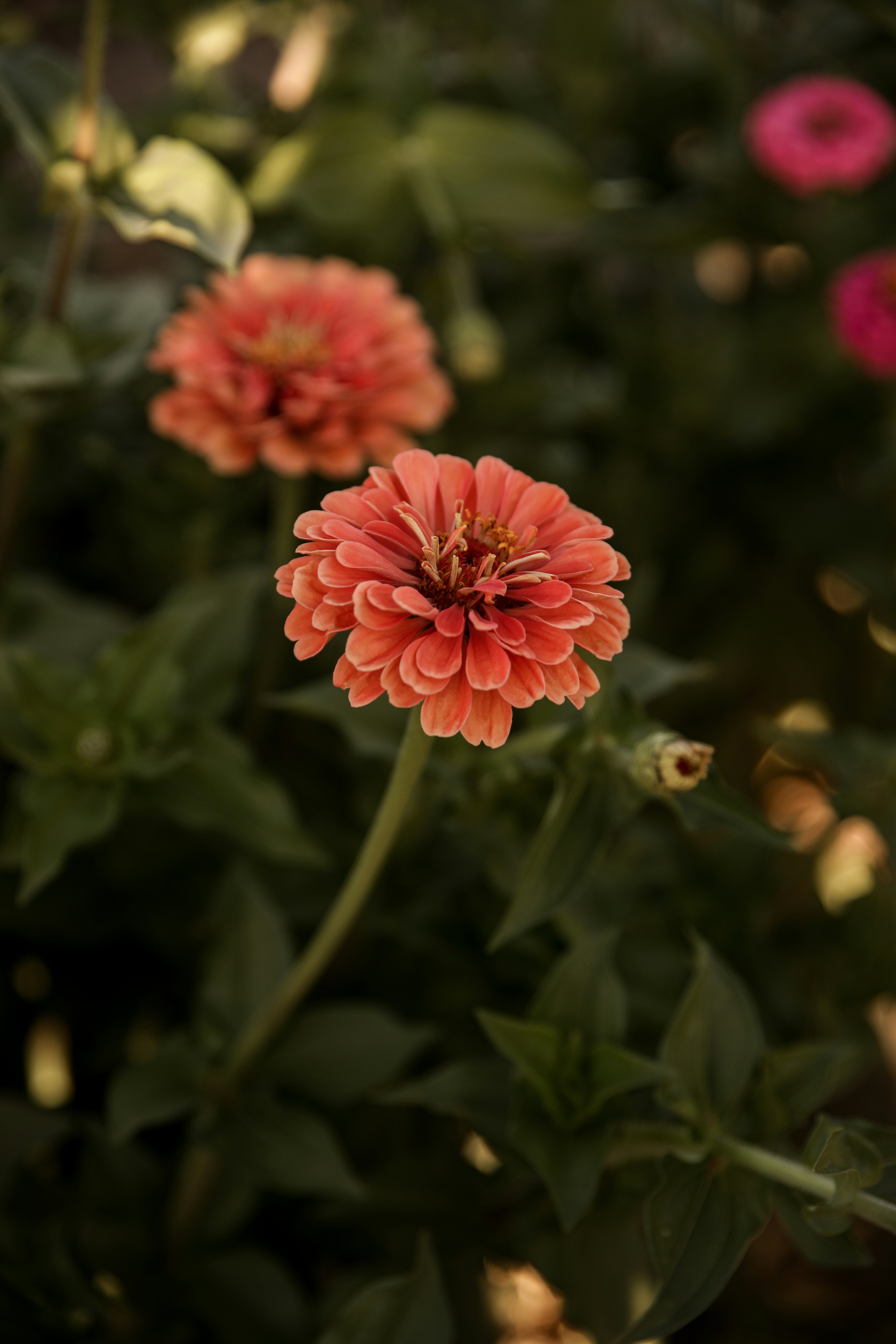 Two salmon-colored zinnias bloom in a garden.