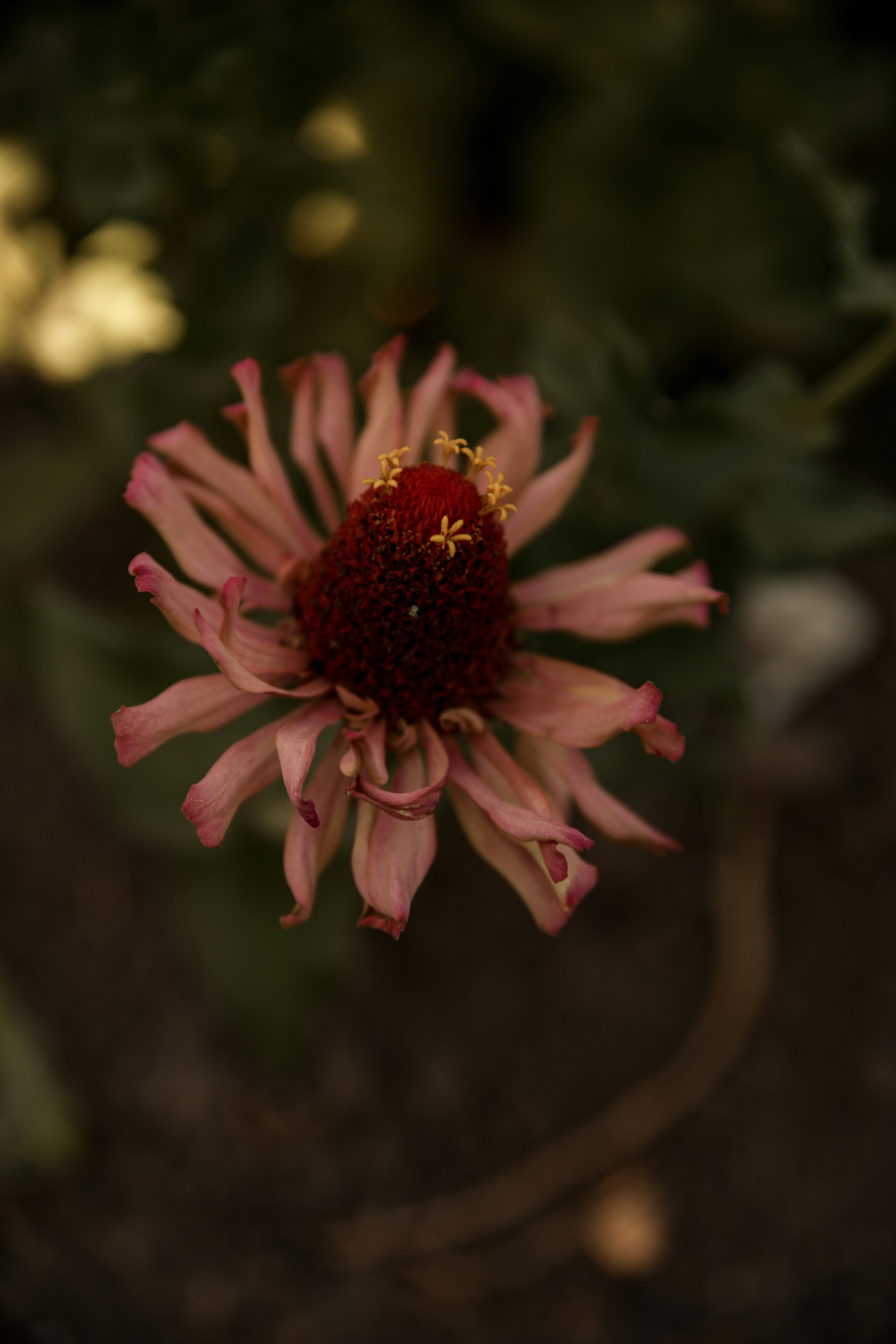 A wilting pink zinnia flower with a dark center.