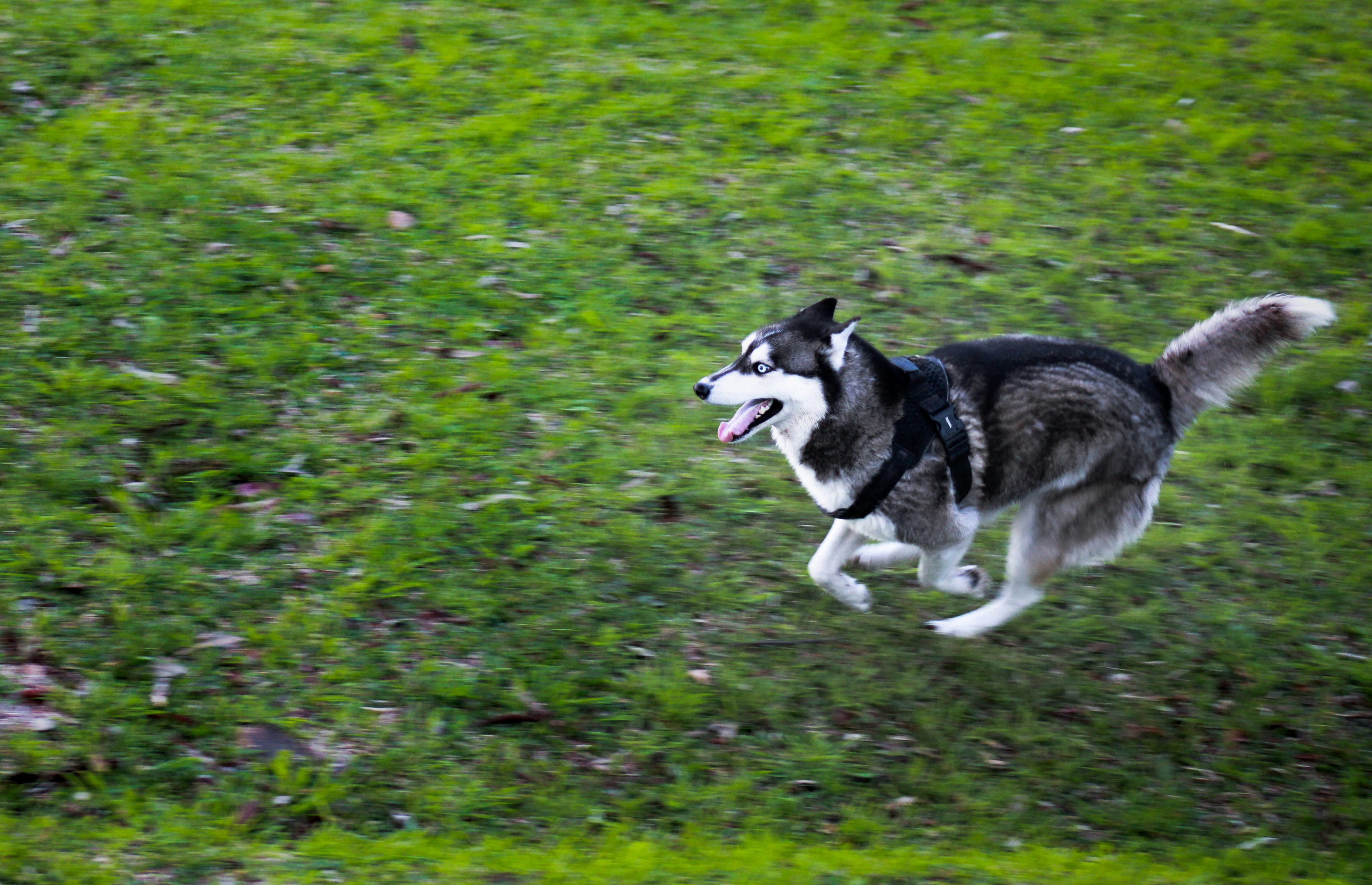 A husky dog running across a grassy field.