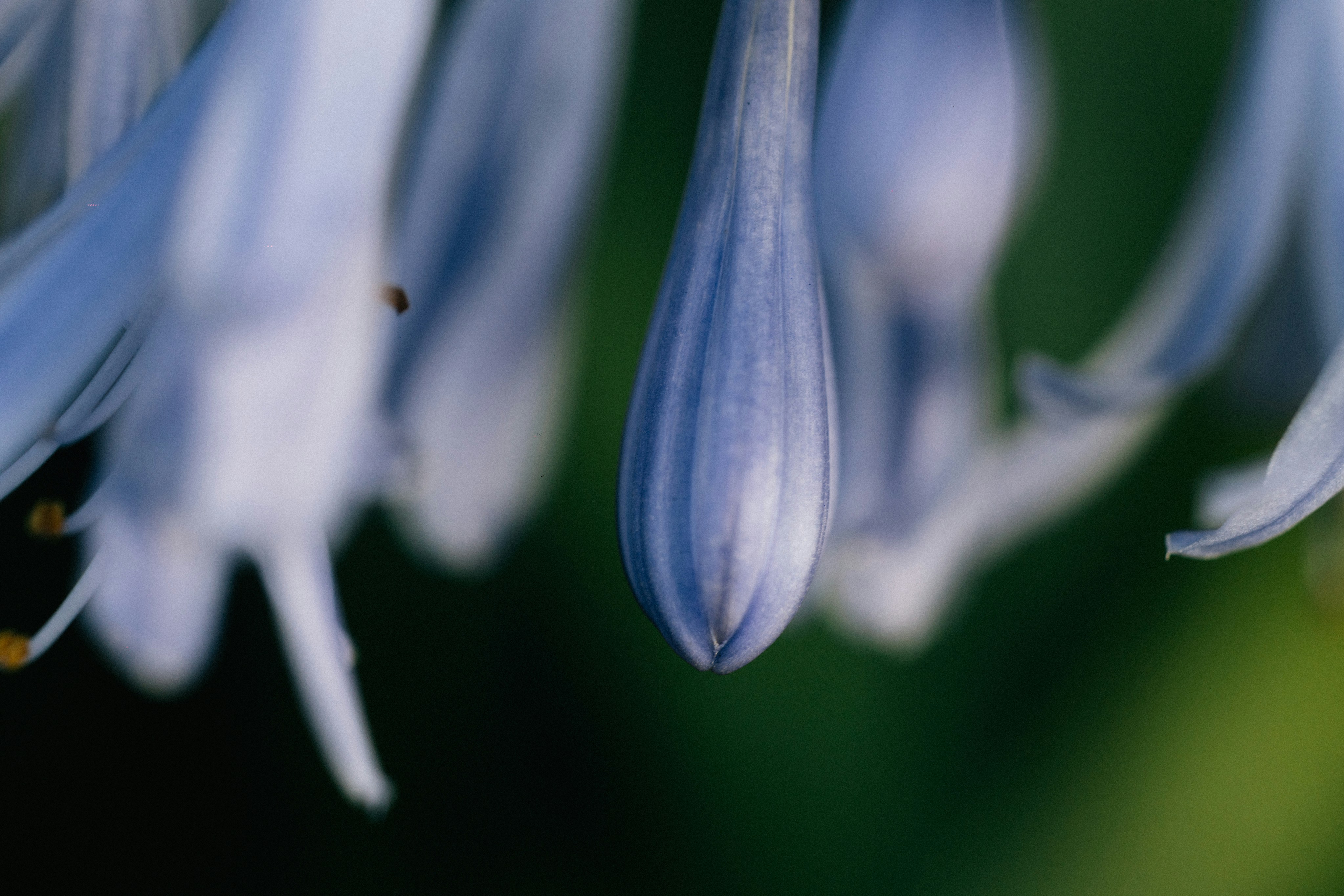 Photo by tsuyoshikozu