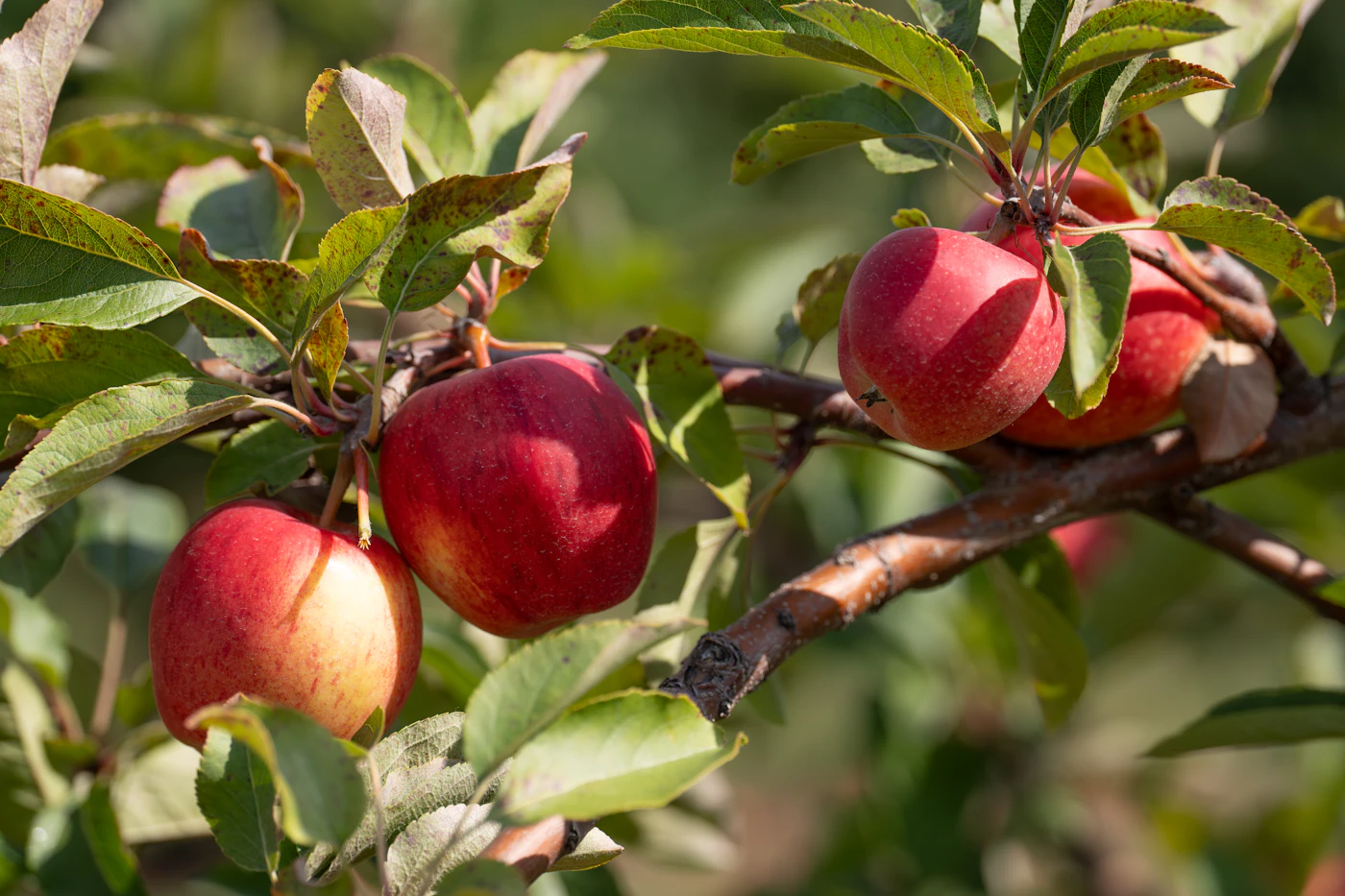 Ripe red apples hanging from a branch