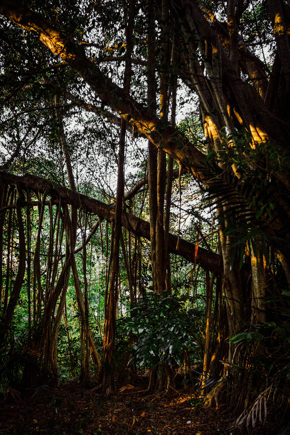 Sunlight filtering through dense jungle canopy