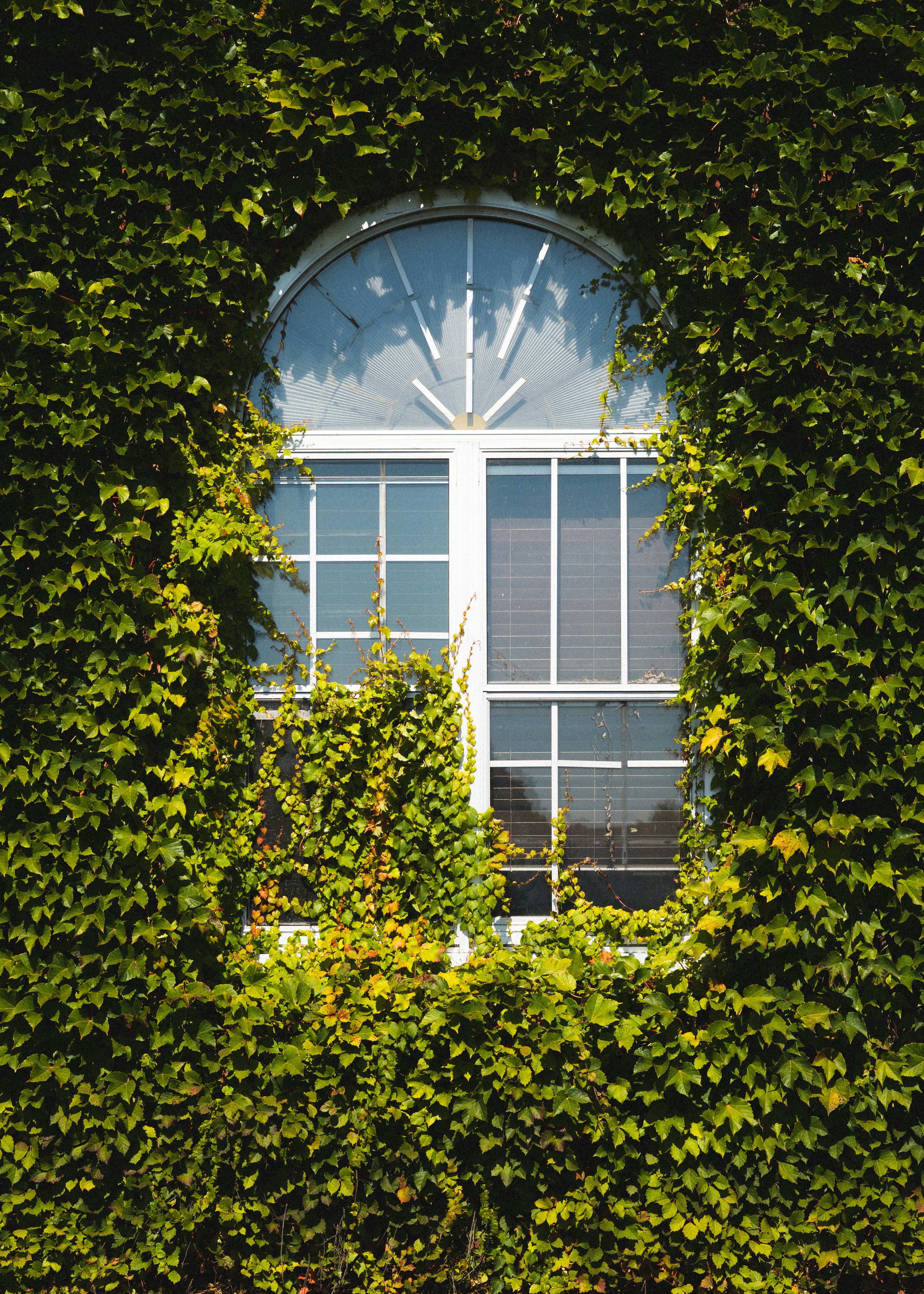Window covered in lush green ivy plants