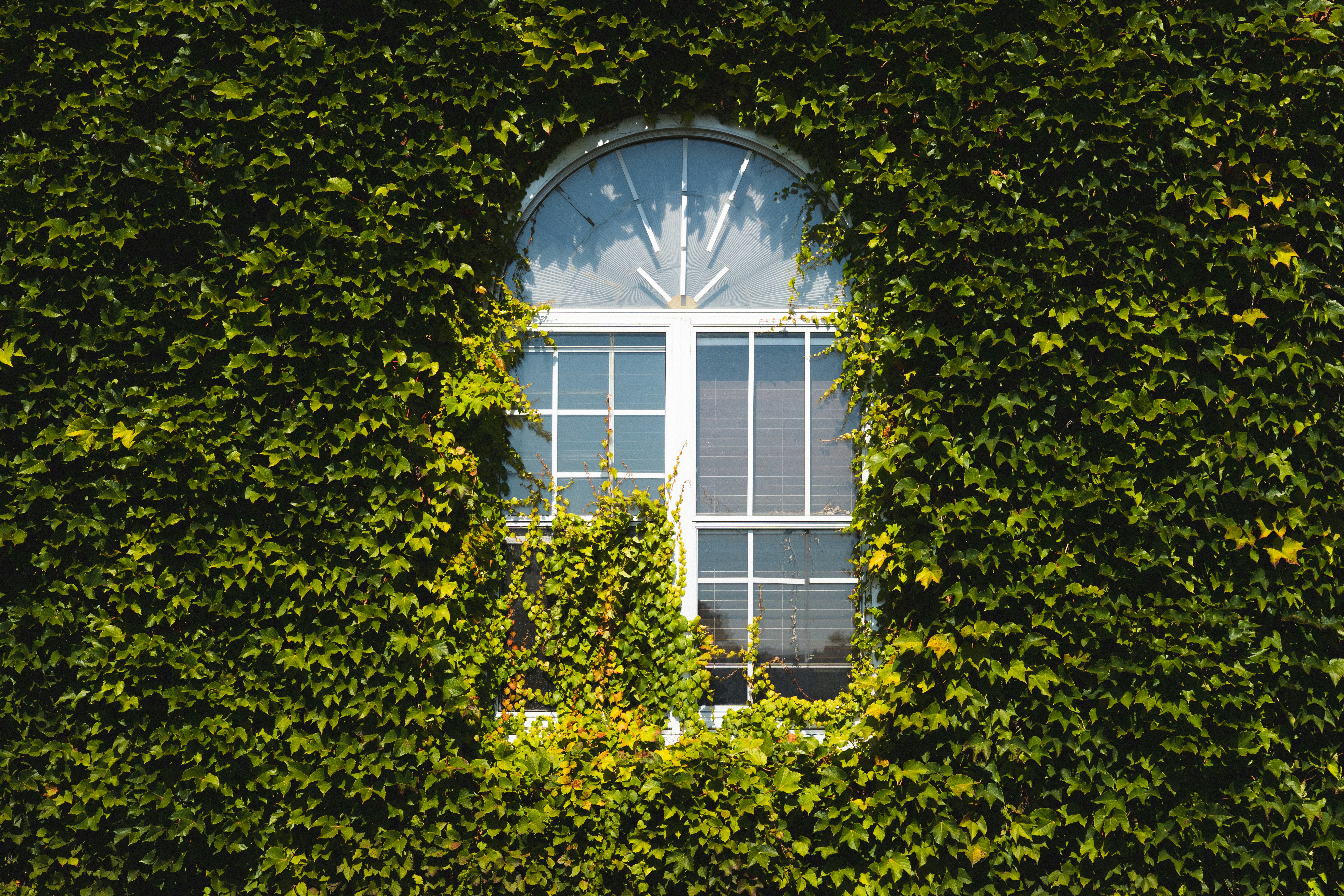 Finestra ricoperta di lussureggianti foglie di edera verde