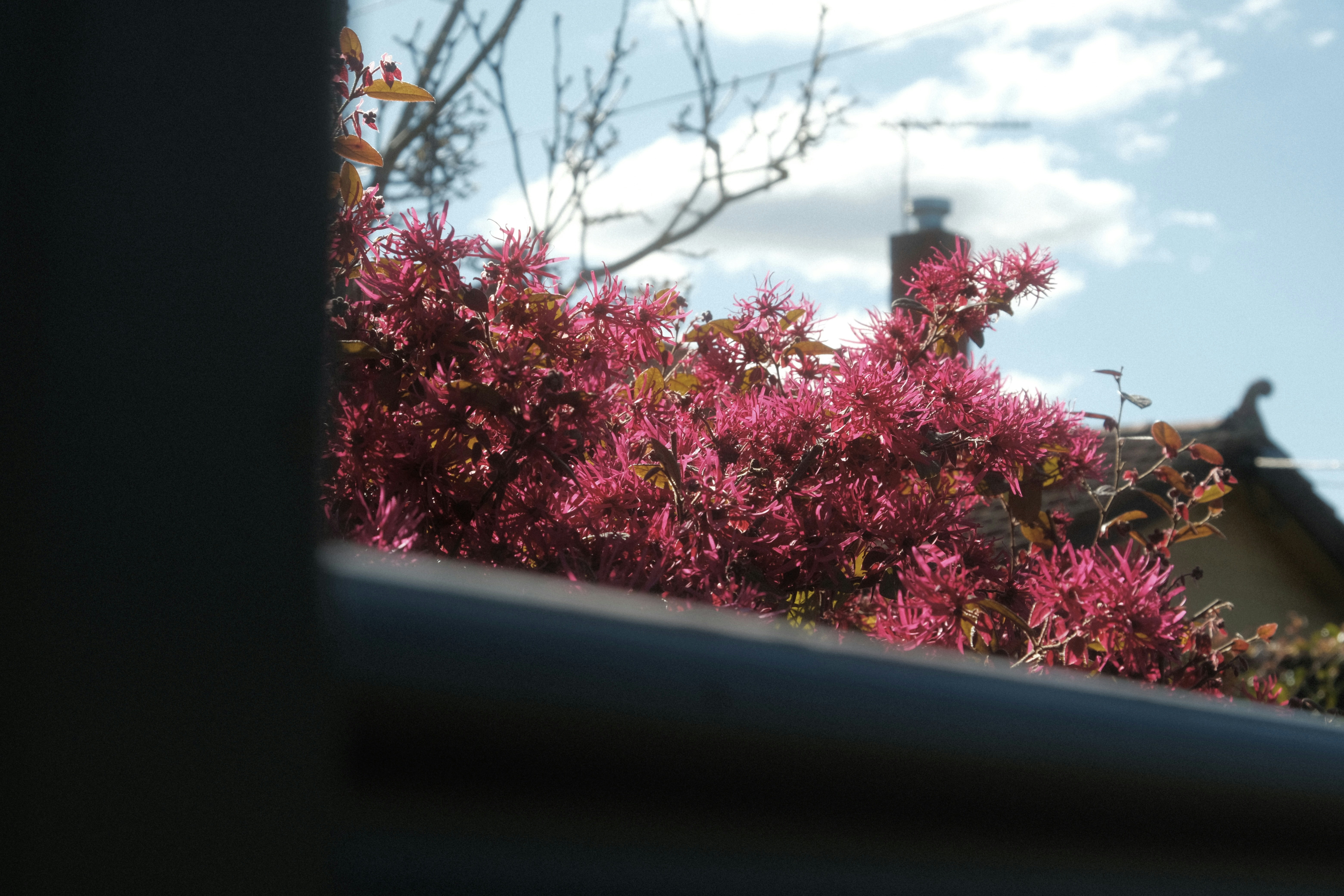 Vibrant pink bush seen through a window