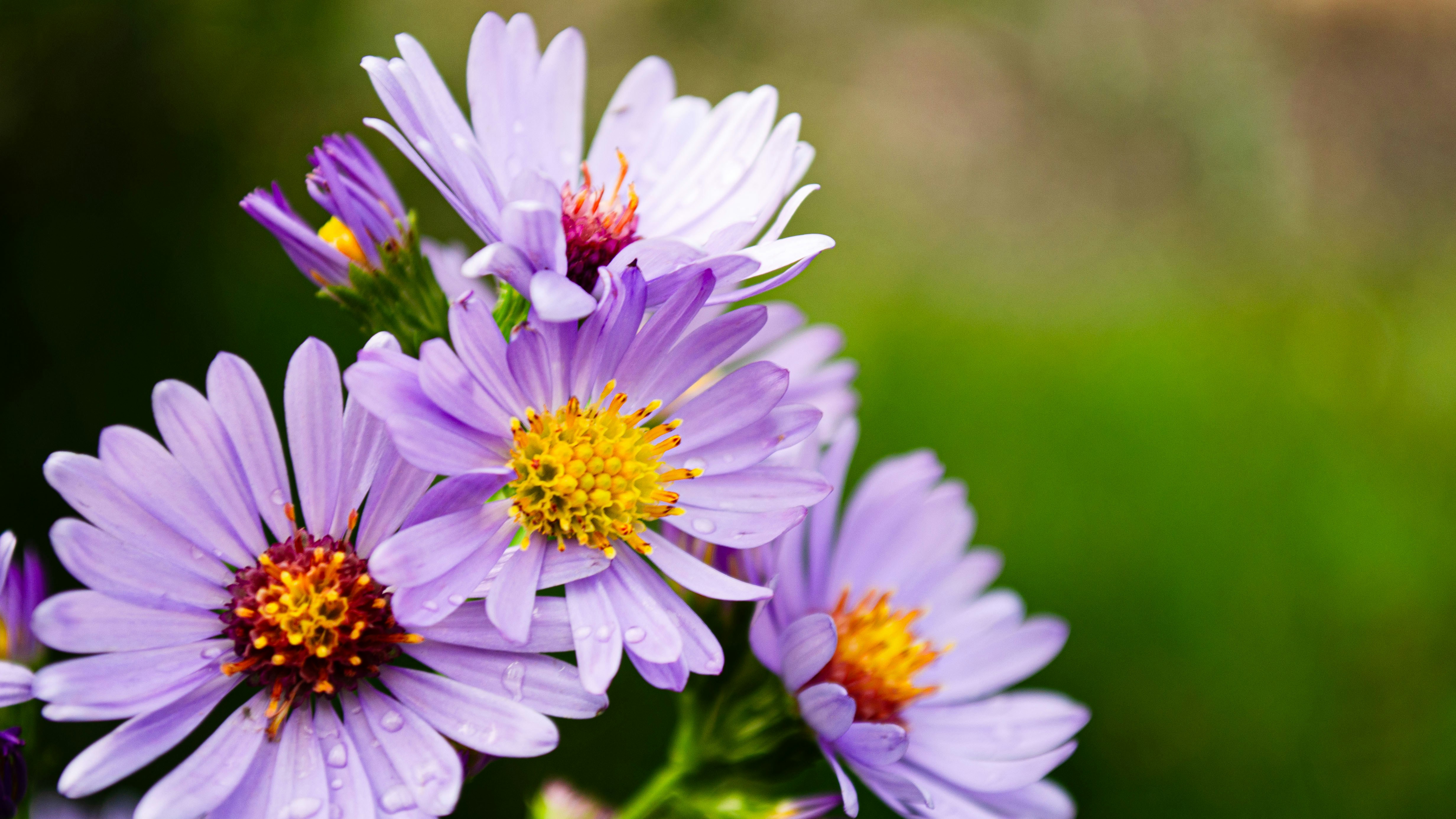 Photo by dmytro_yarish