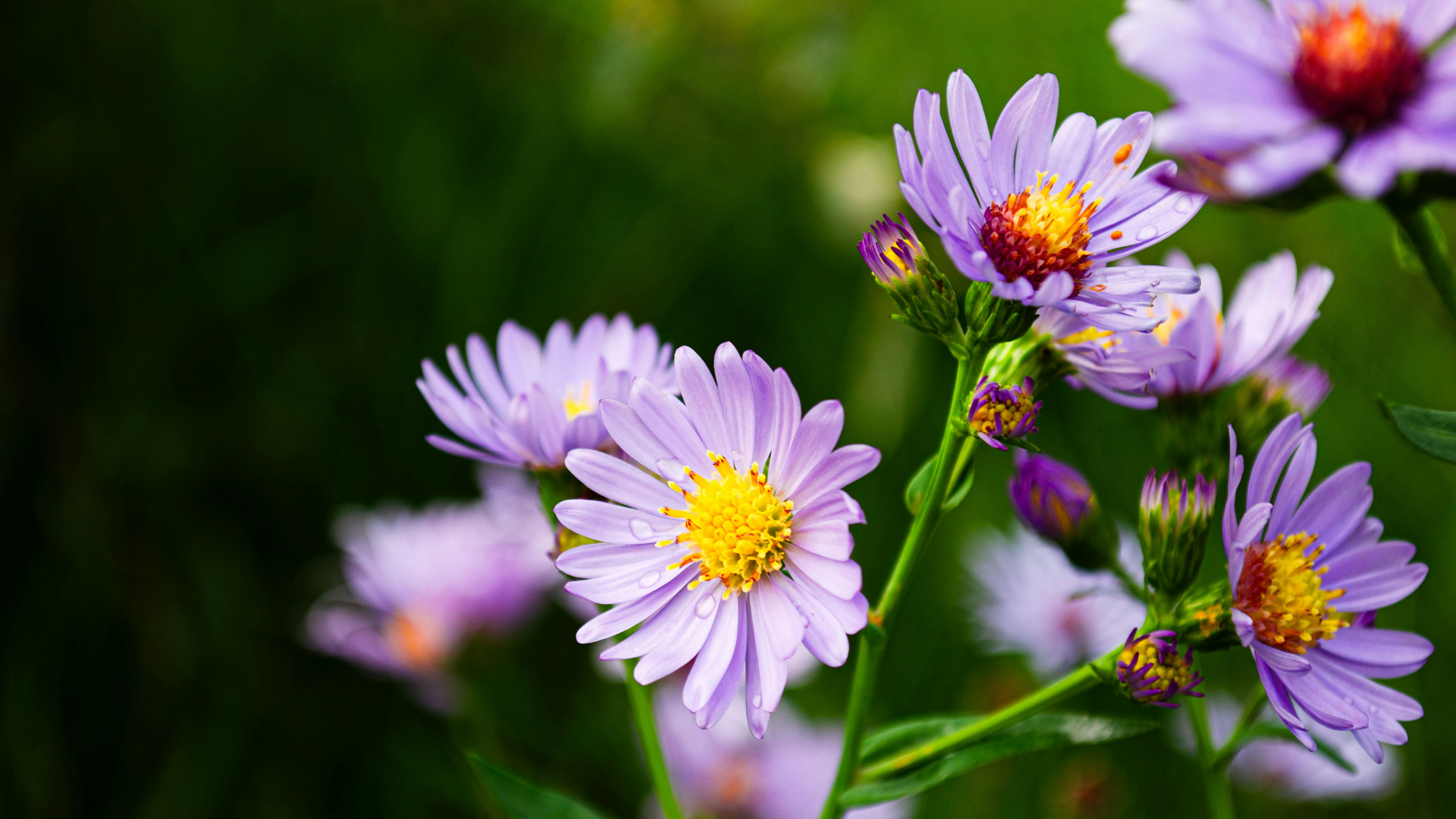 Photo by dmytro_yarish