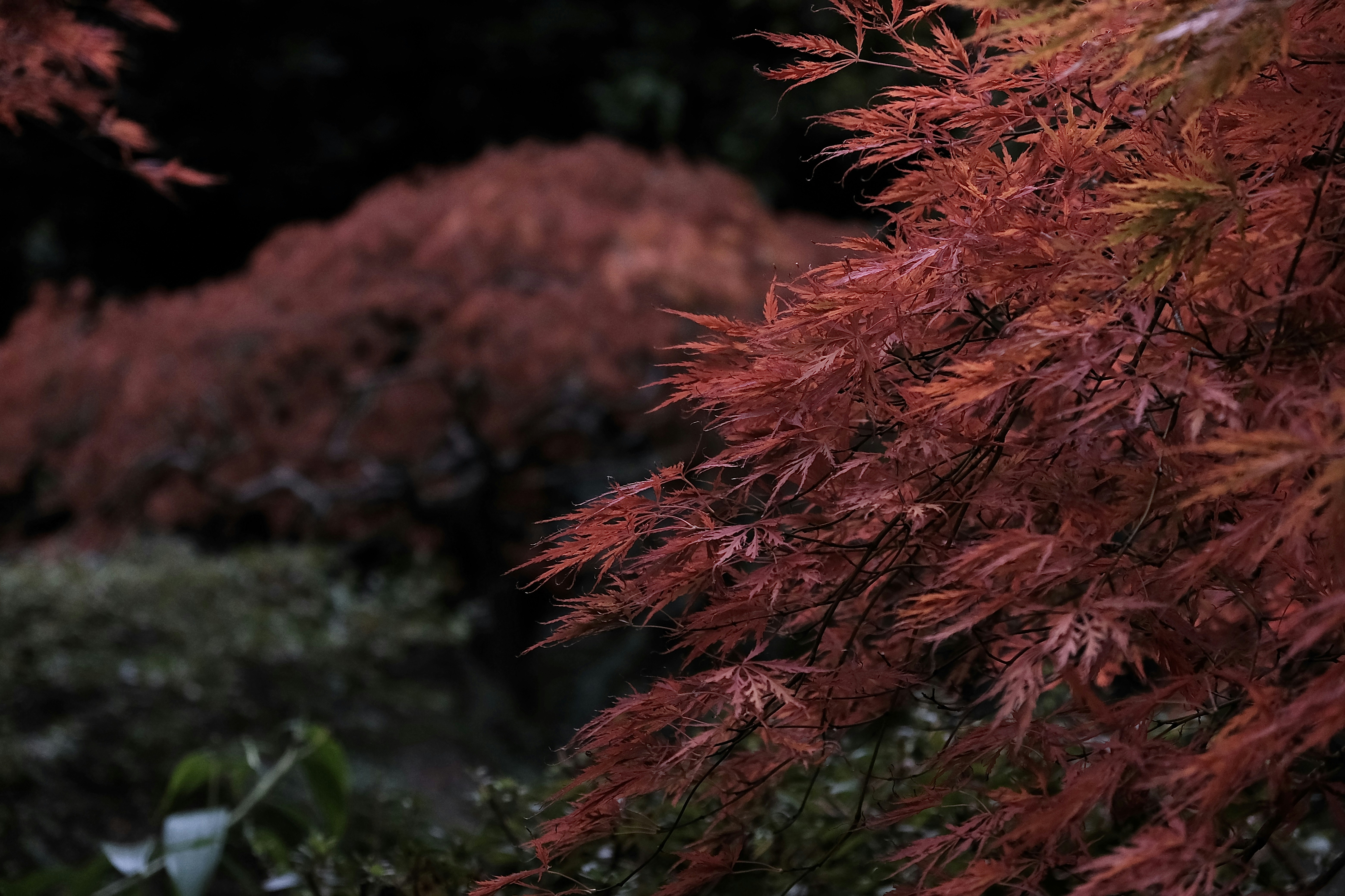 ikigai sens życia - Spokojny ogród japoński z latarnią kamienną, symbolizujący harmonię i kontemplację – kluczowe elementy filozofii ikigai.