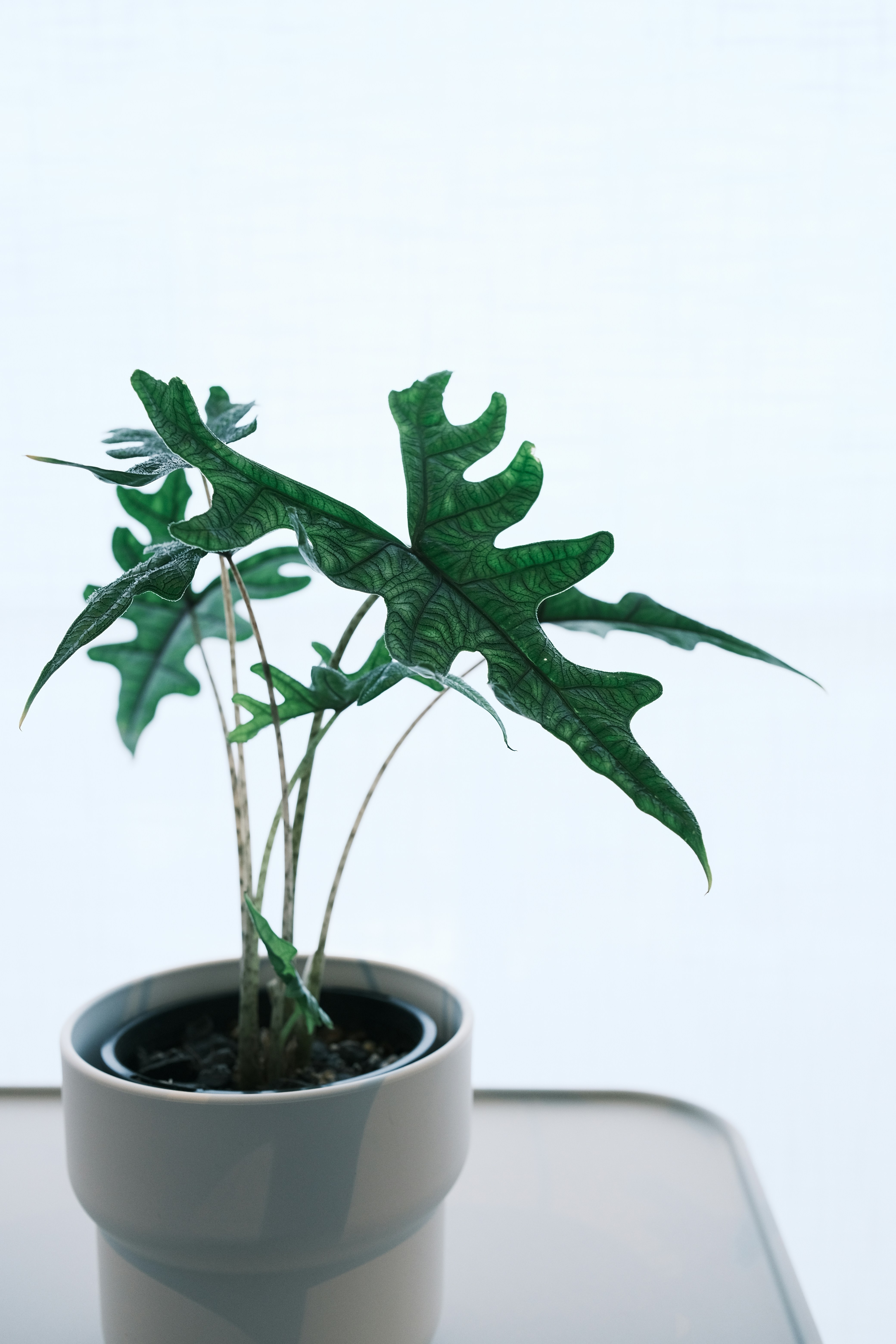 Ceramic Plant Pot (Scandinavian)