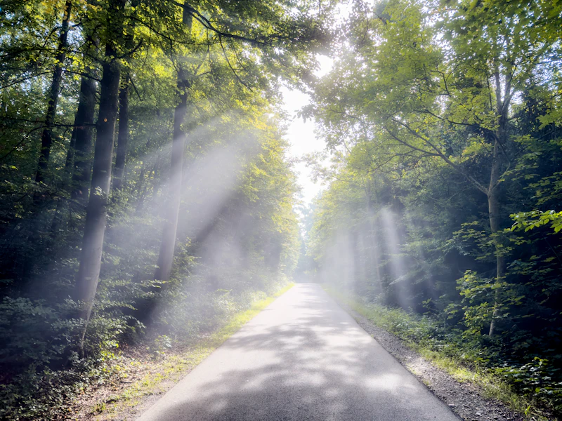 Sunbeams streaming through a misty autumn forest