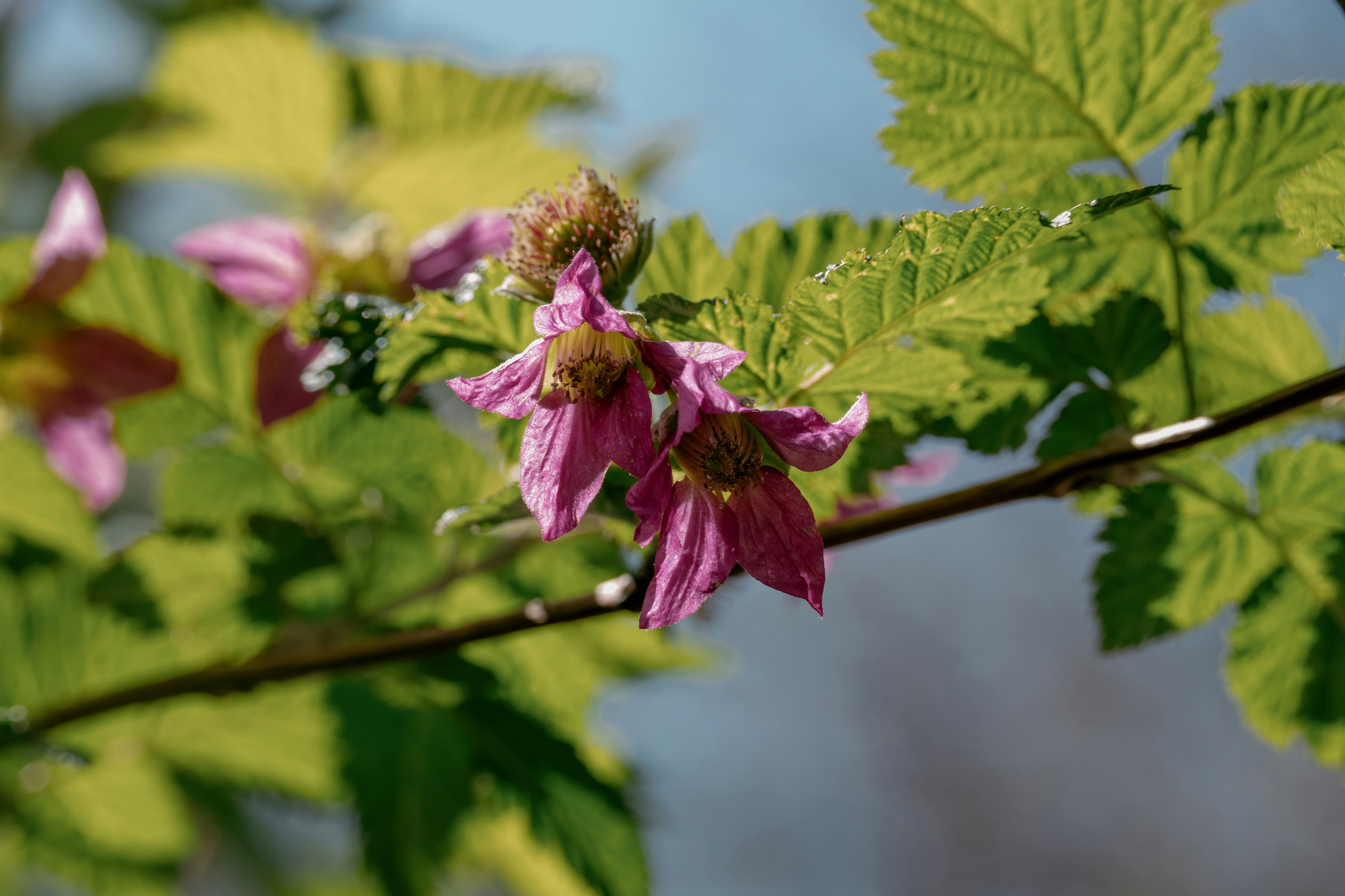 Photo by ericstoynov