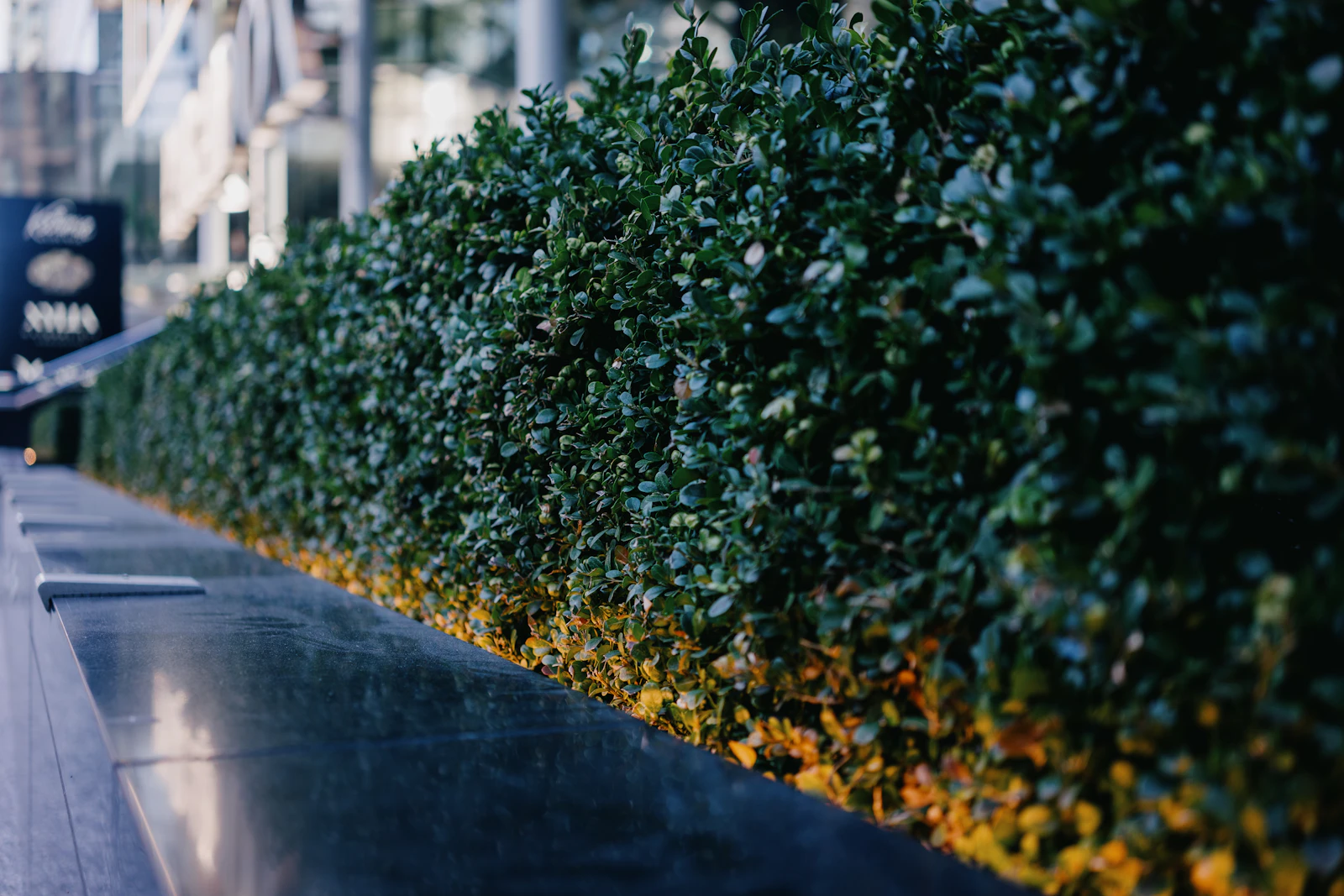 Trimmed hedges along a walkway