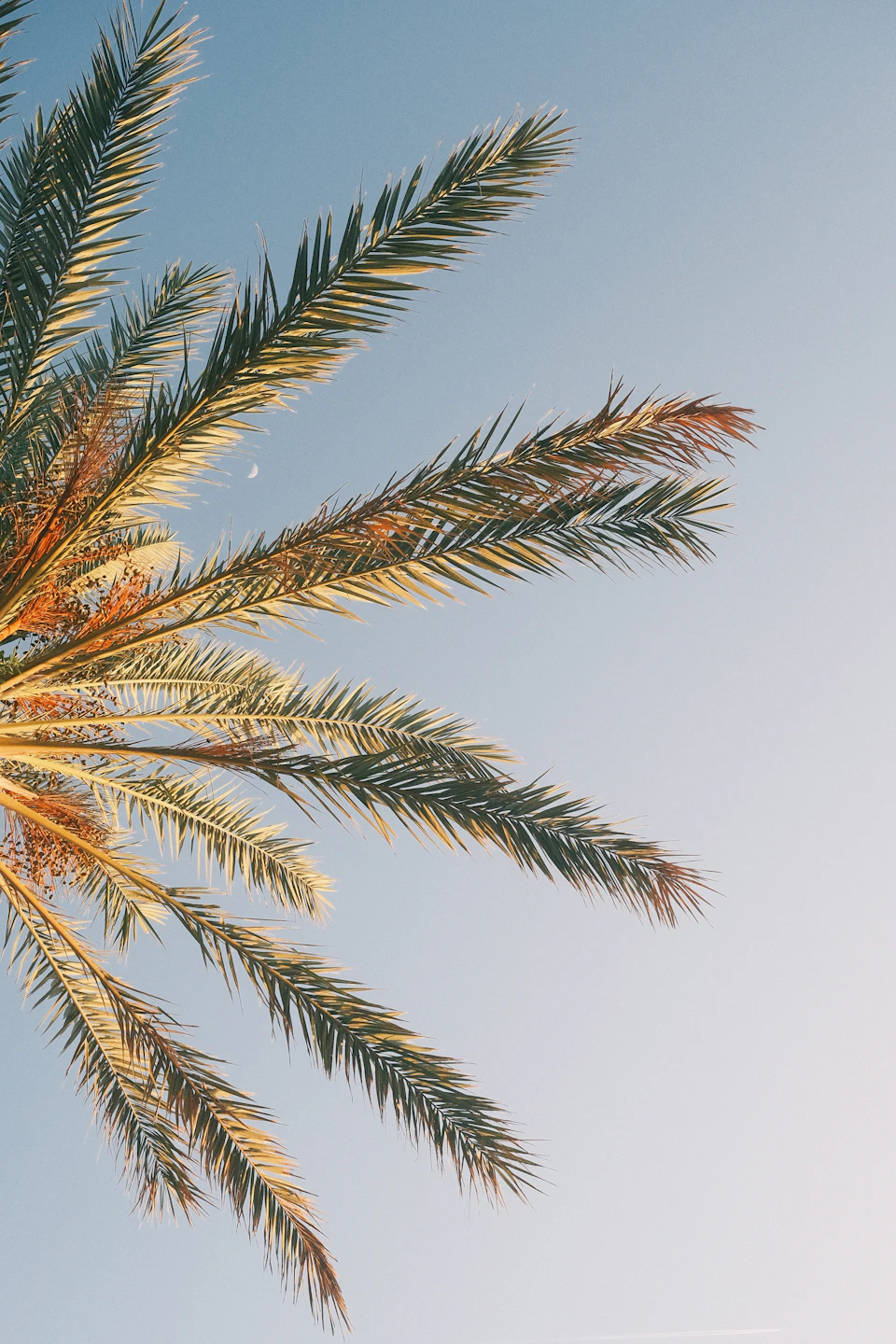 The image shows a close-up view of a palm tree with its long, thin leaves spread out against a clear blue sky. The palm tree is positioned on the left side of the frame and stands tall, reaching upwards towards the sky. The vibrant green color of the leaves contrasts beautifully with the azure backdrop, creating a serene and tranquil atmosphere.
