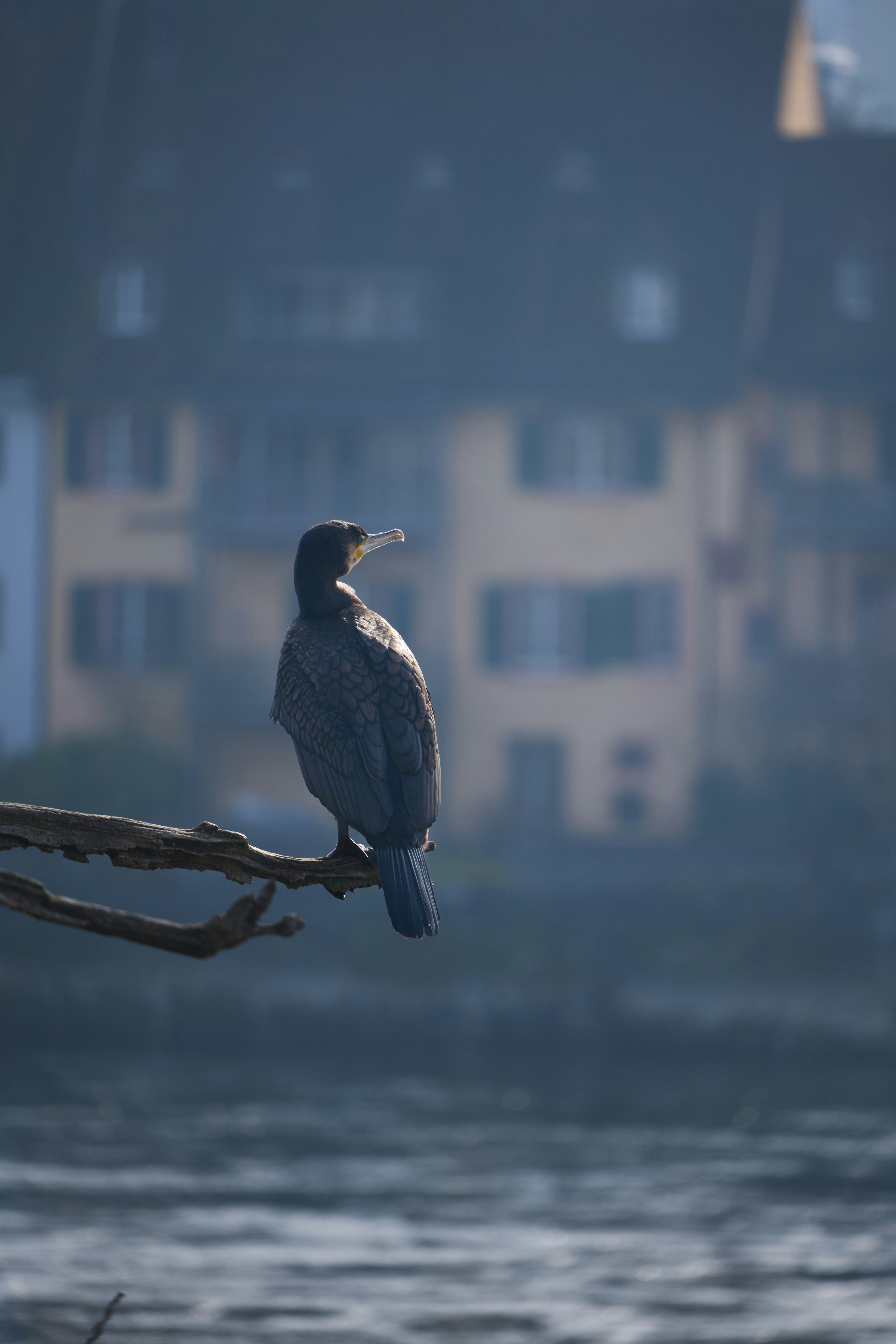 Cormorant perched on a branch overlooking water.