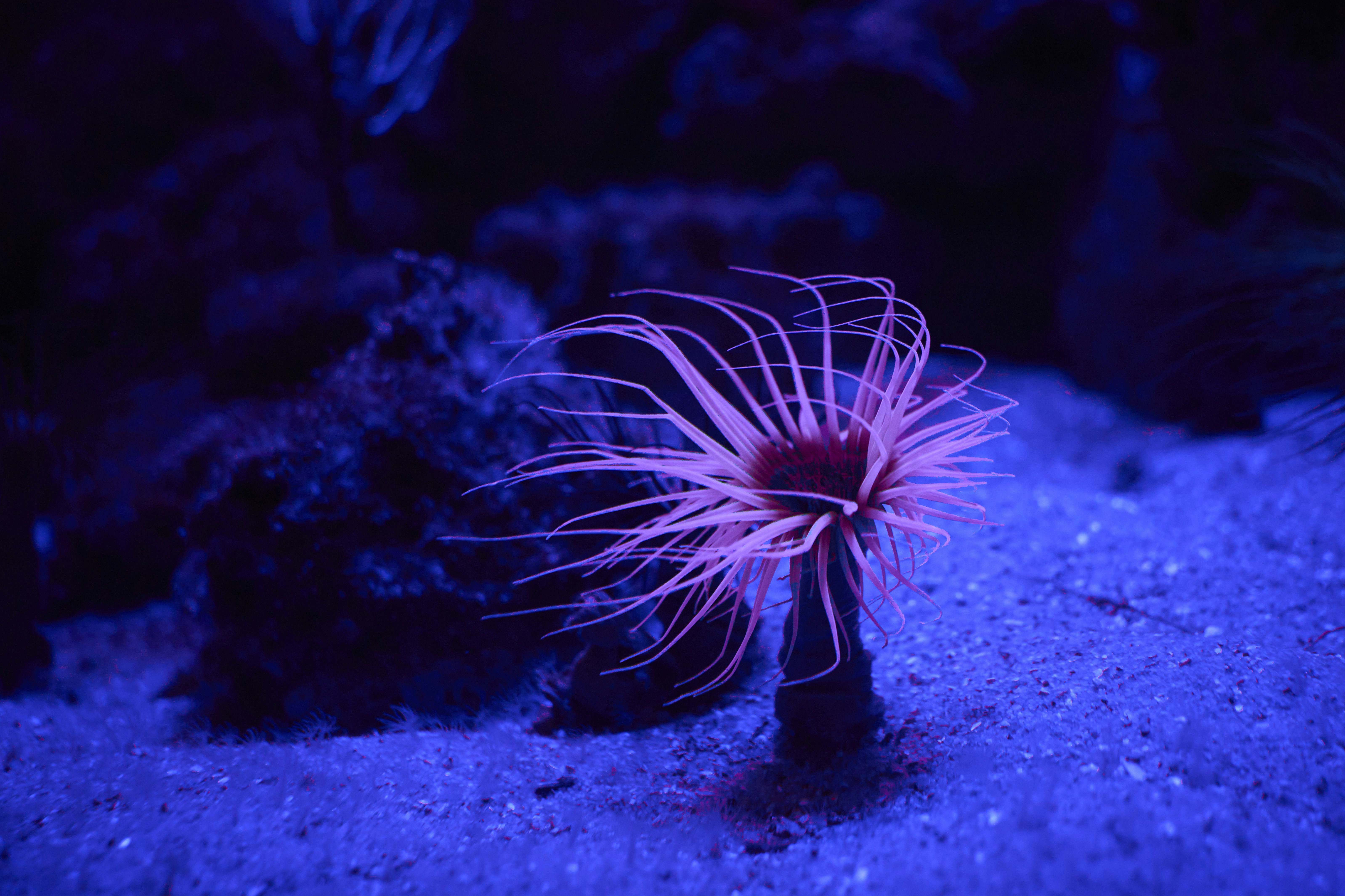 Photo by wolfgang_hasselmann