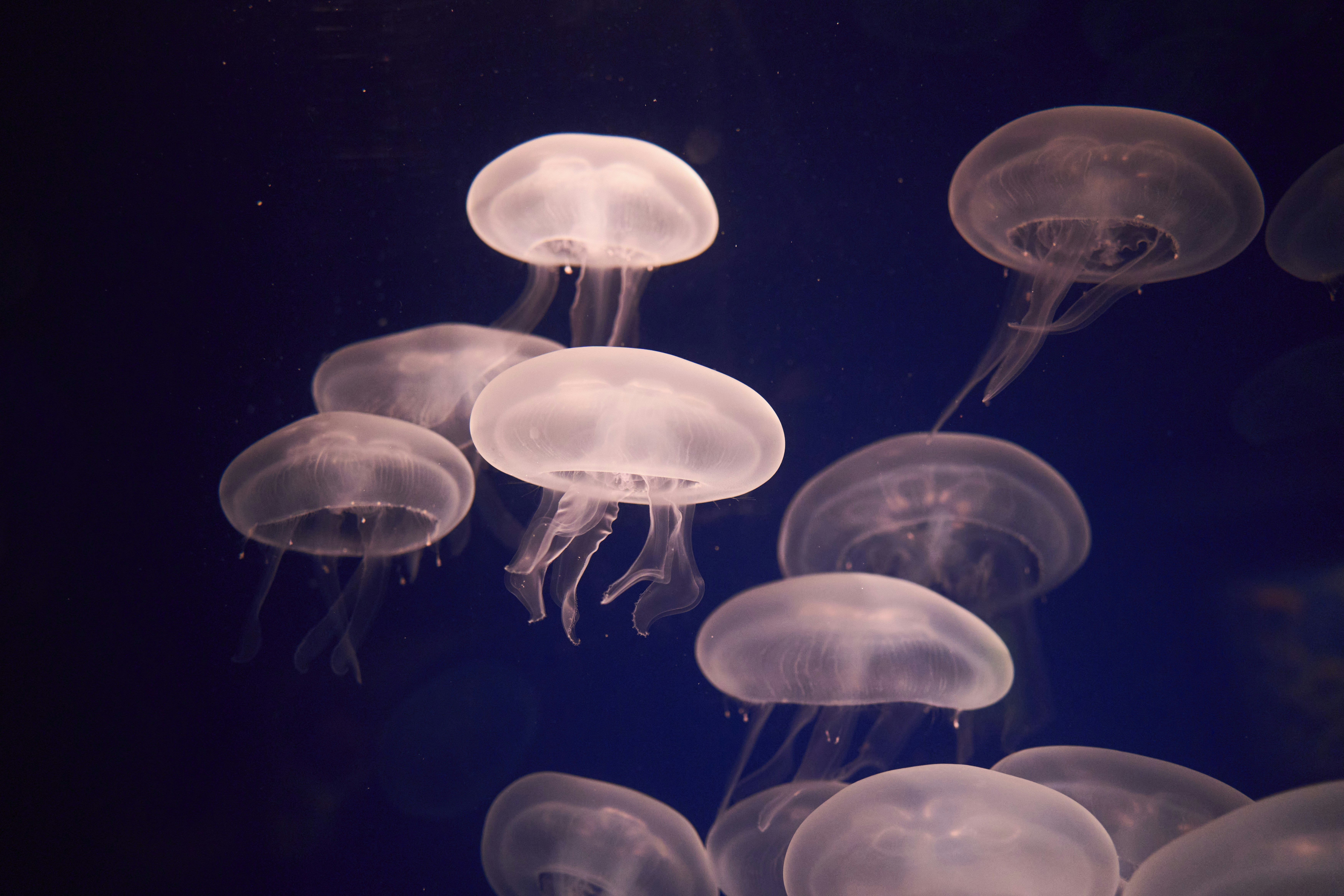 Photo by wolfgang_hasselmann