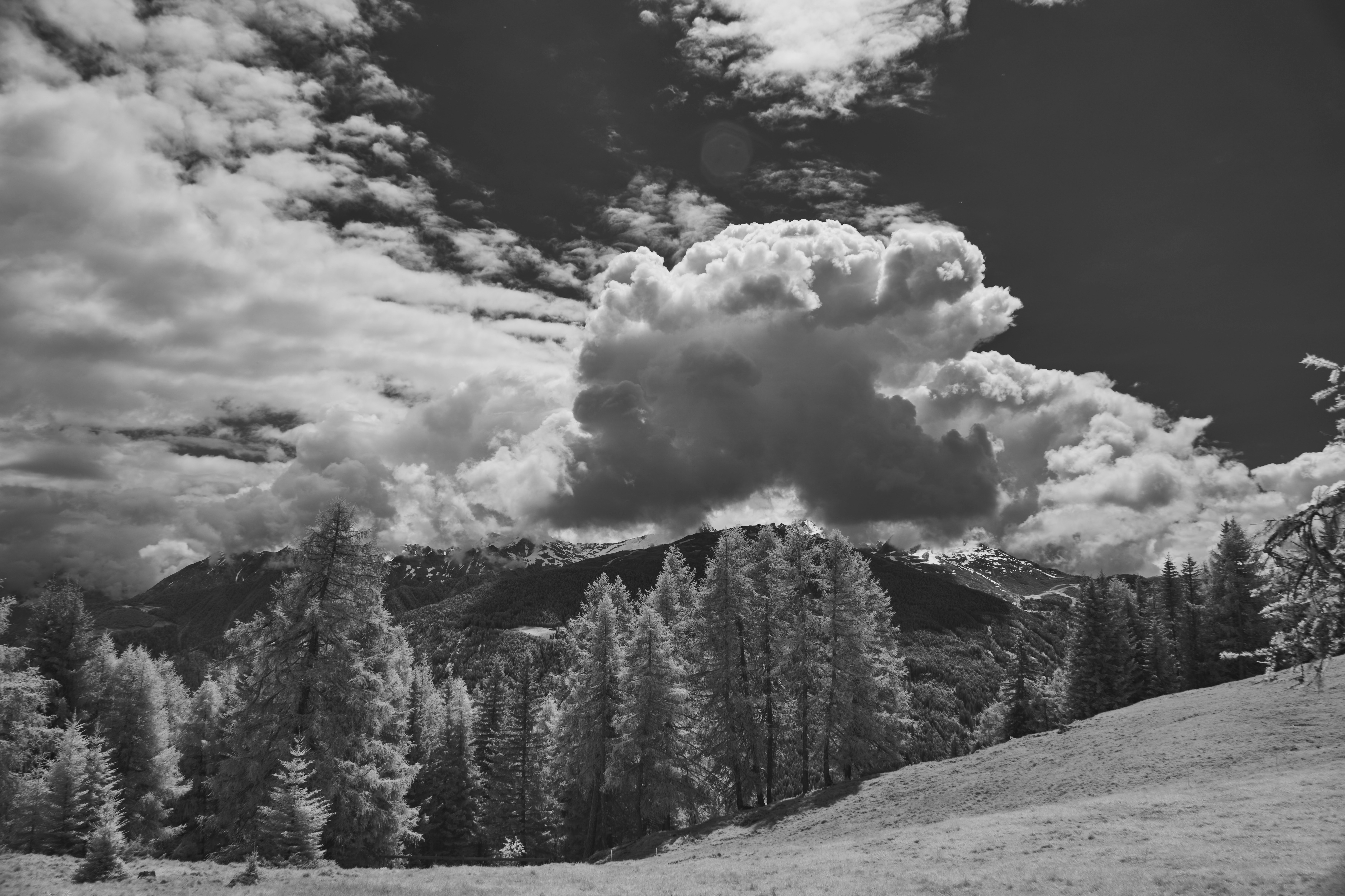 Photo by wolfgang_hasselmann