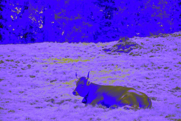 A cow rests in a field with blue trees.