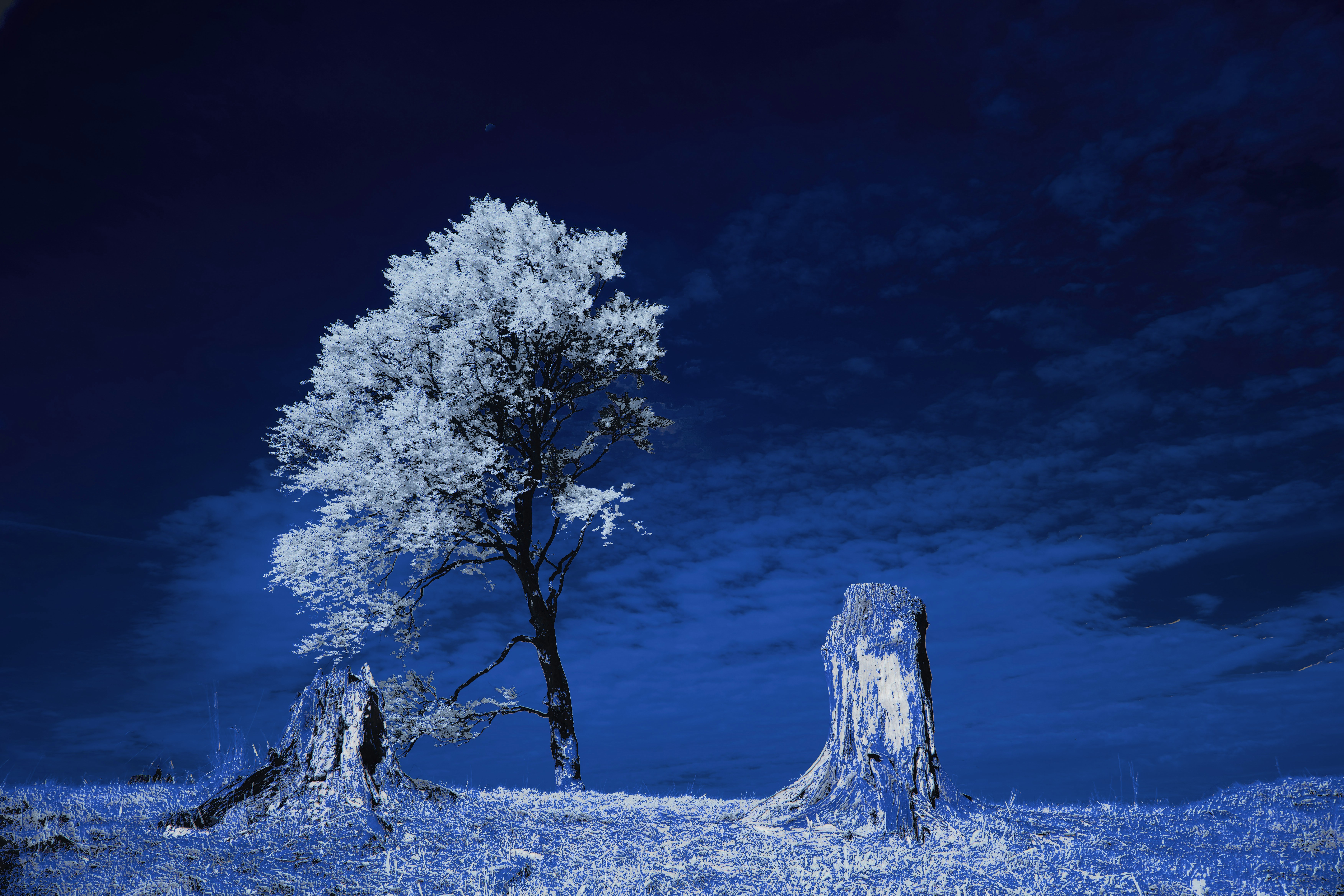 Photo by wolfgang_hasselmann