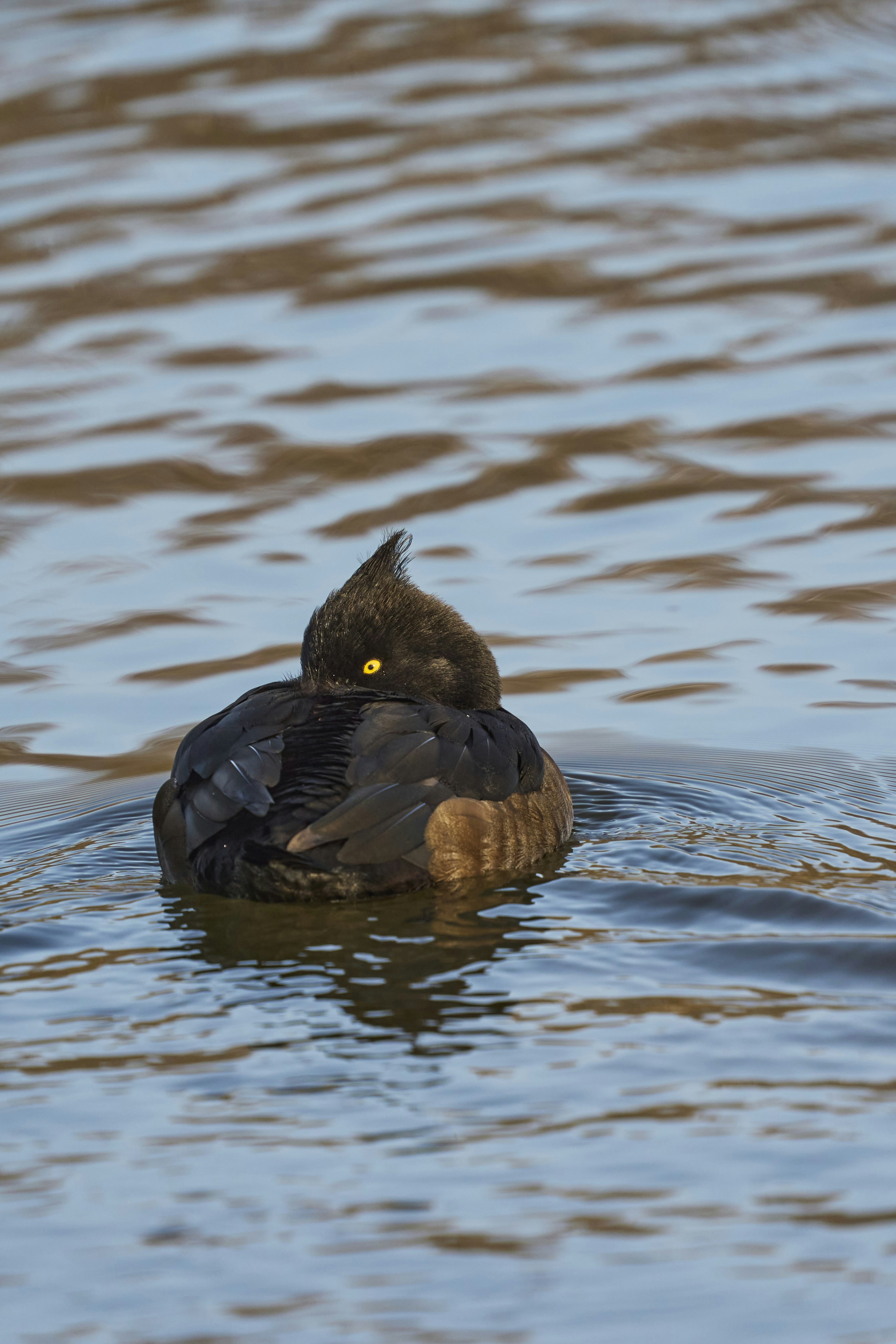 Photo by wolfgang_hasselmann