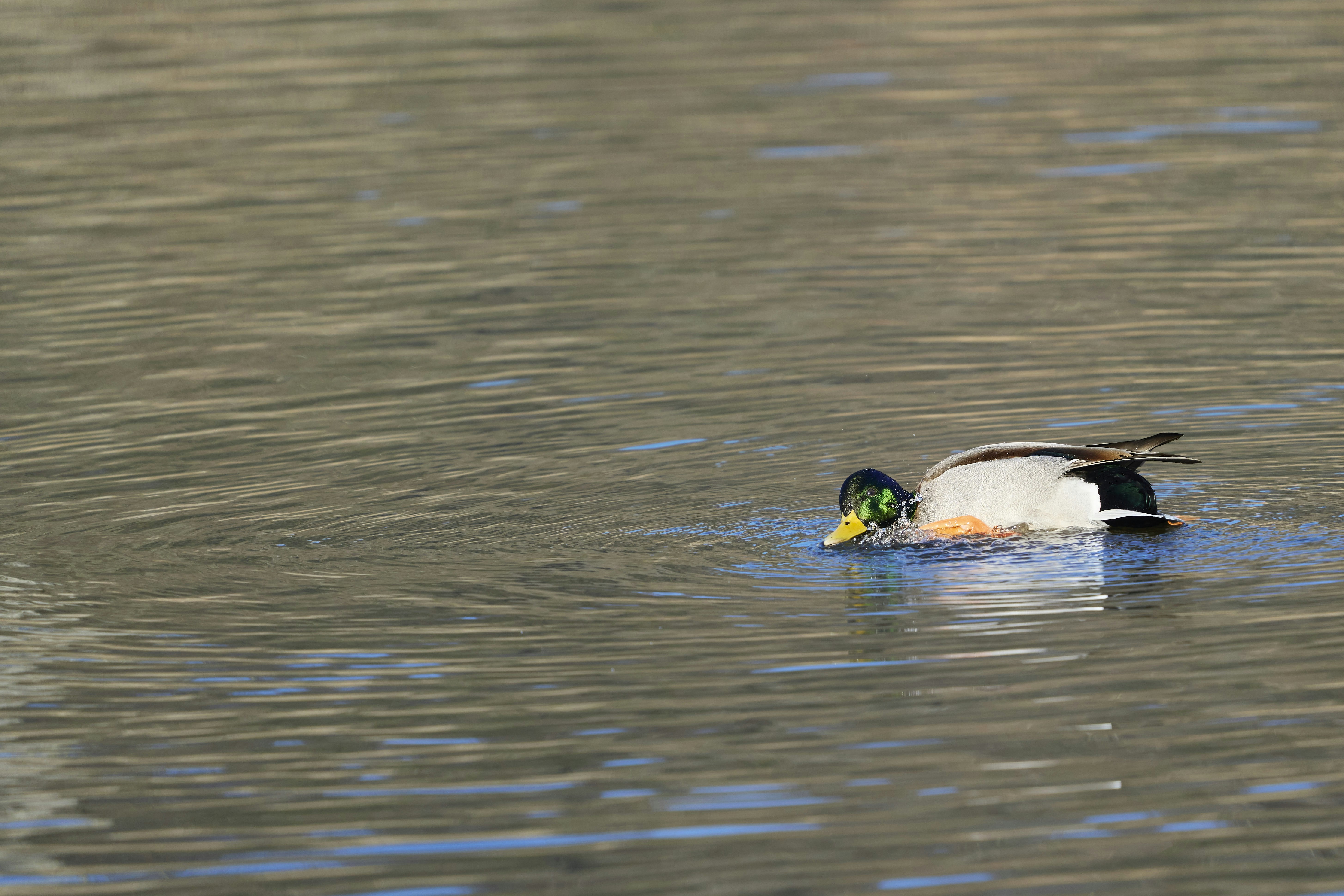 Photo by wolfgang_hasselmann