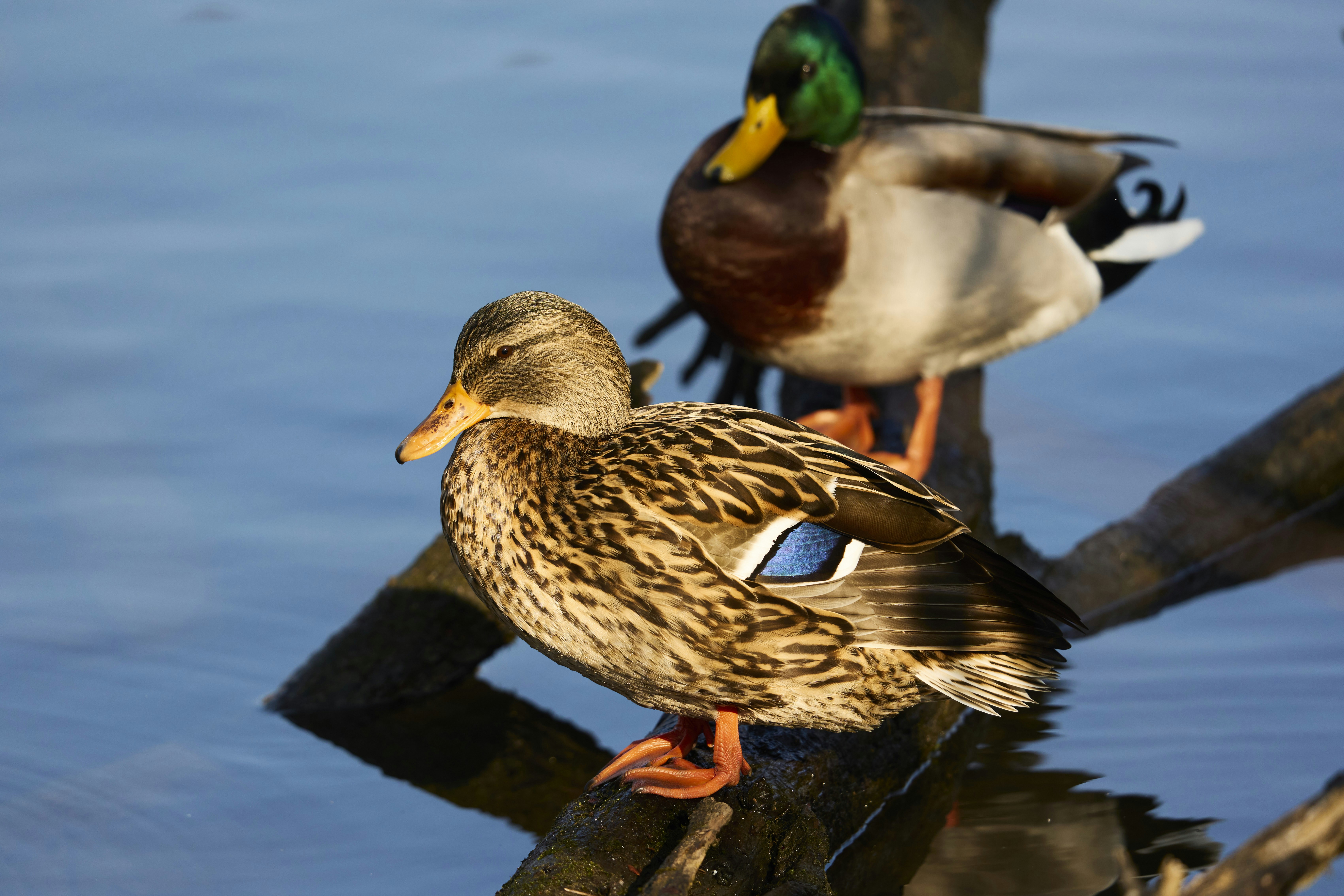 Photo by wolfgang_hasselmann