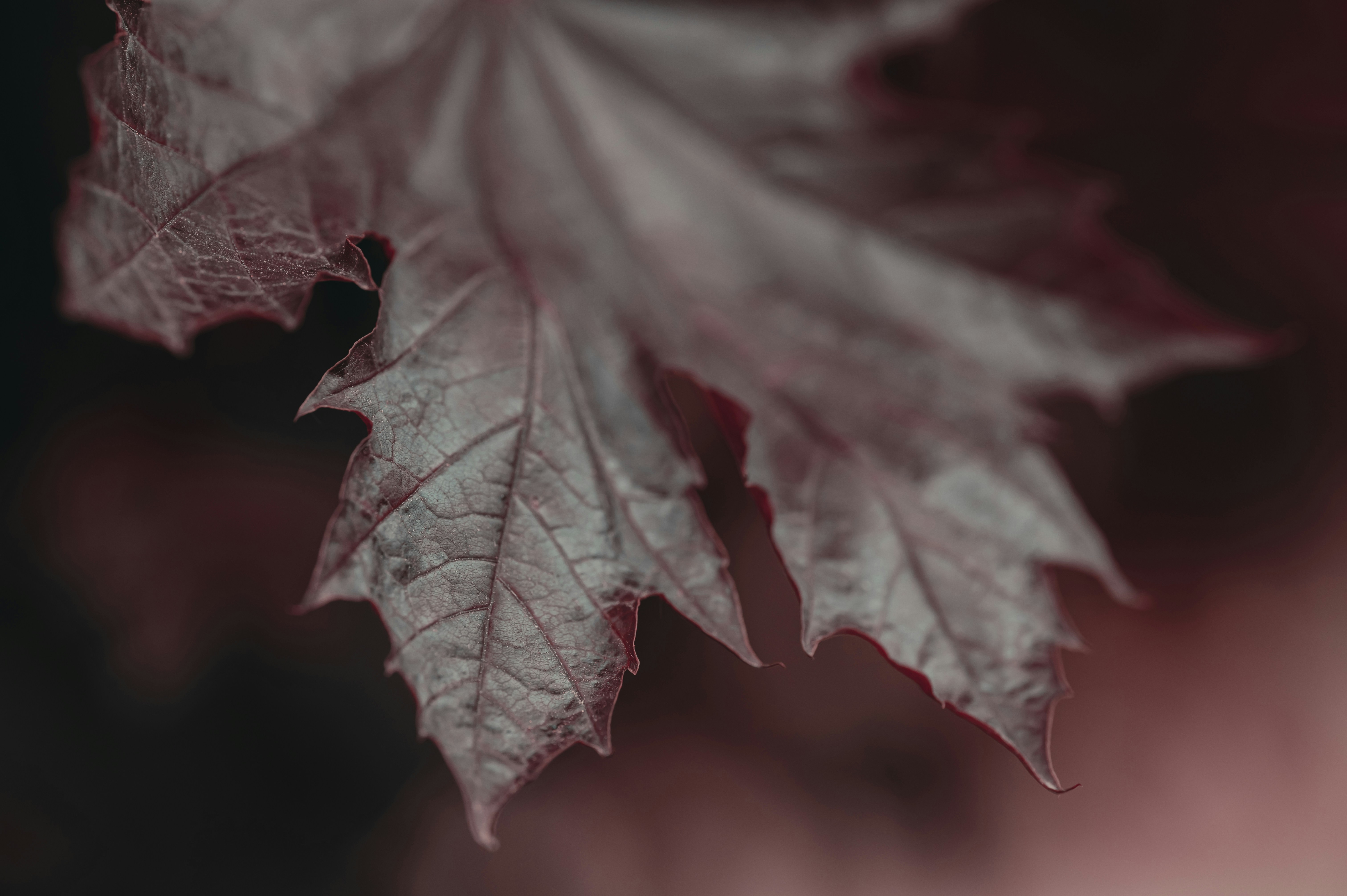 Photo by volodymyr_leush