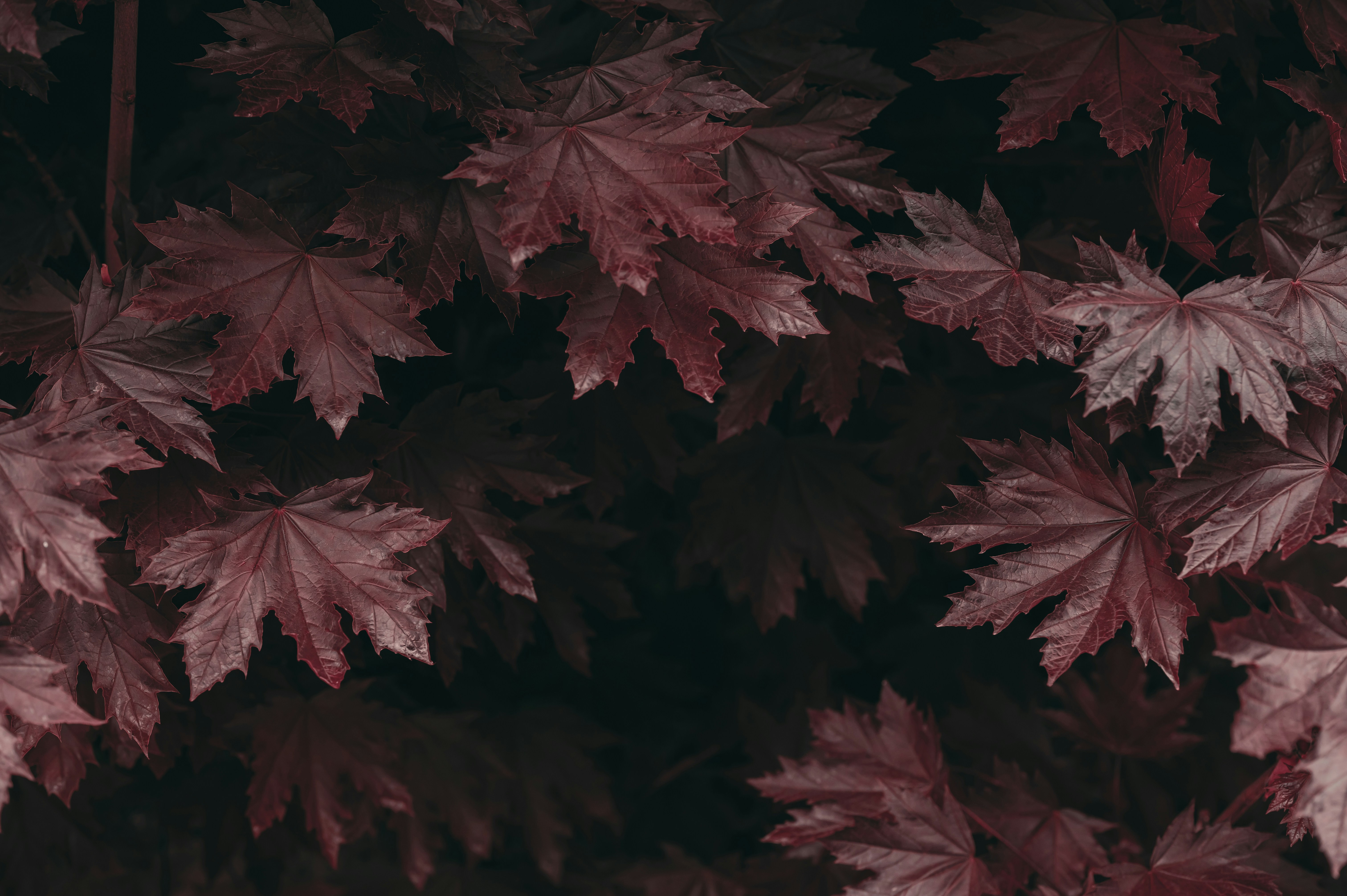 Photo by volodymyr_leush