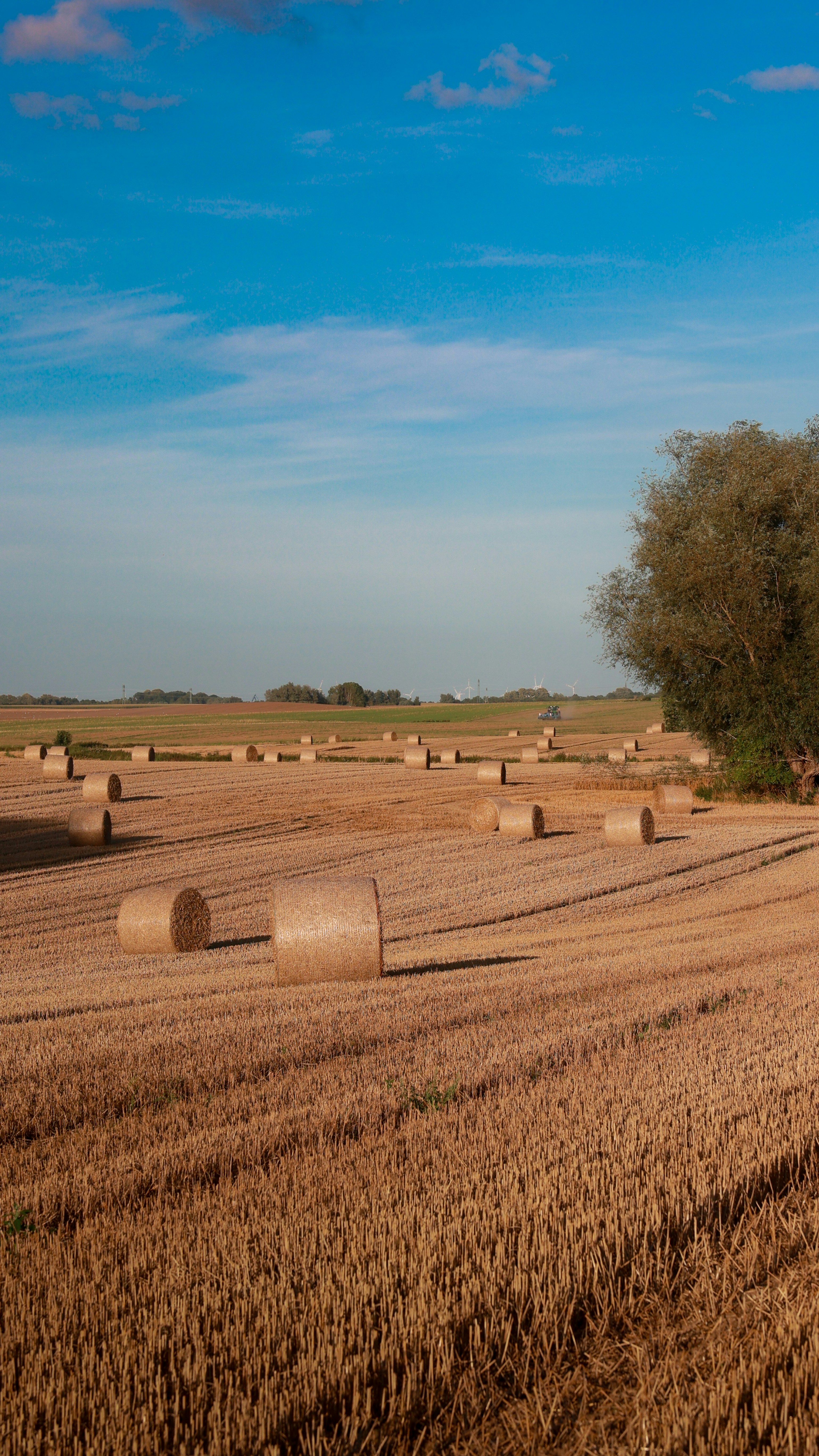 Round hay bales in a harvested field under blue sky.