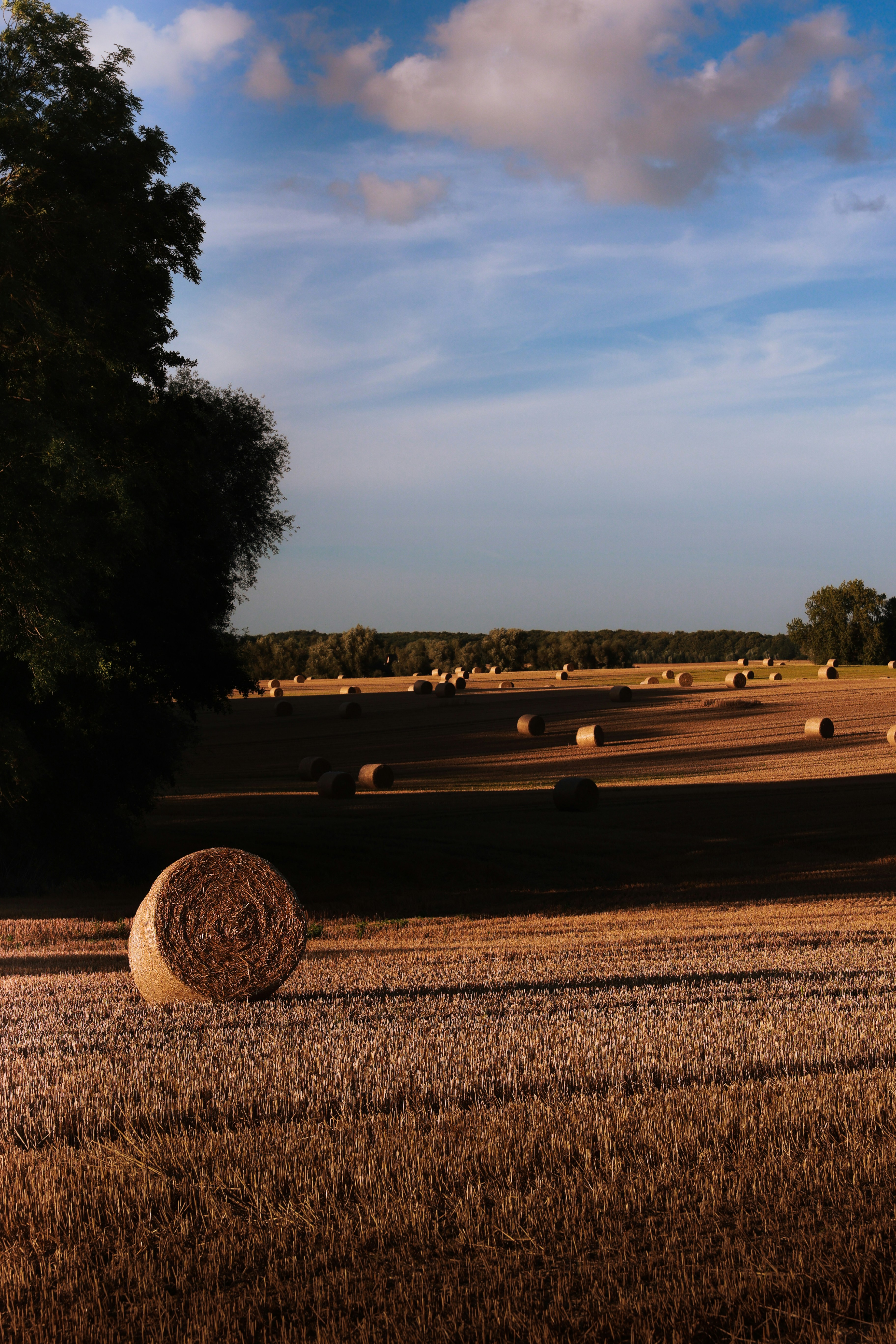 Round hay bales dot a harvested field at sunset.