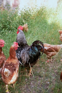 Rooster and hens foraging in grassy farmyard