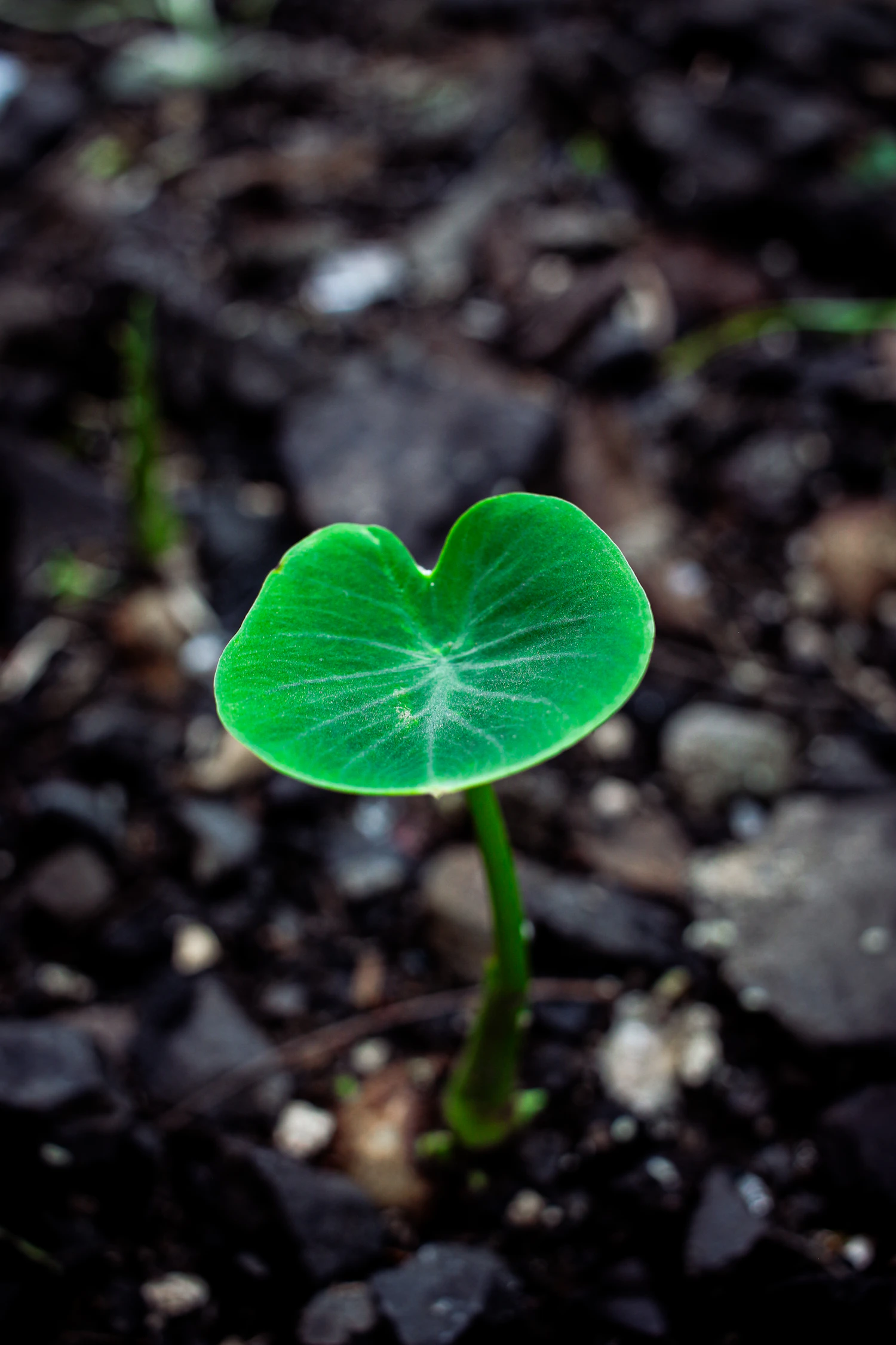 A single round seed leaf opening above dark soil