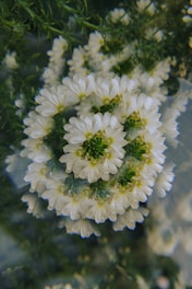 A cluster of white flowers with green centers.