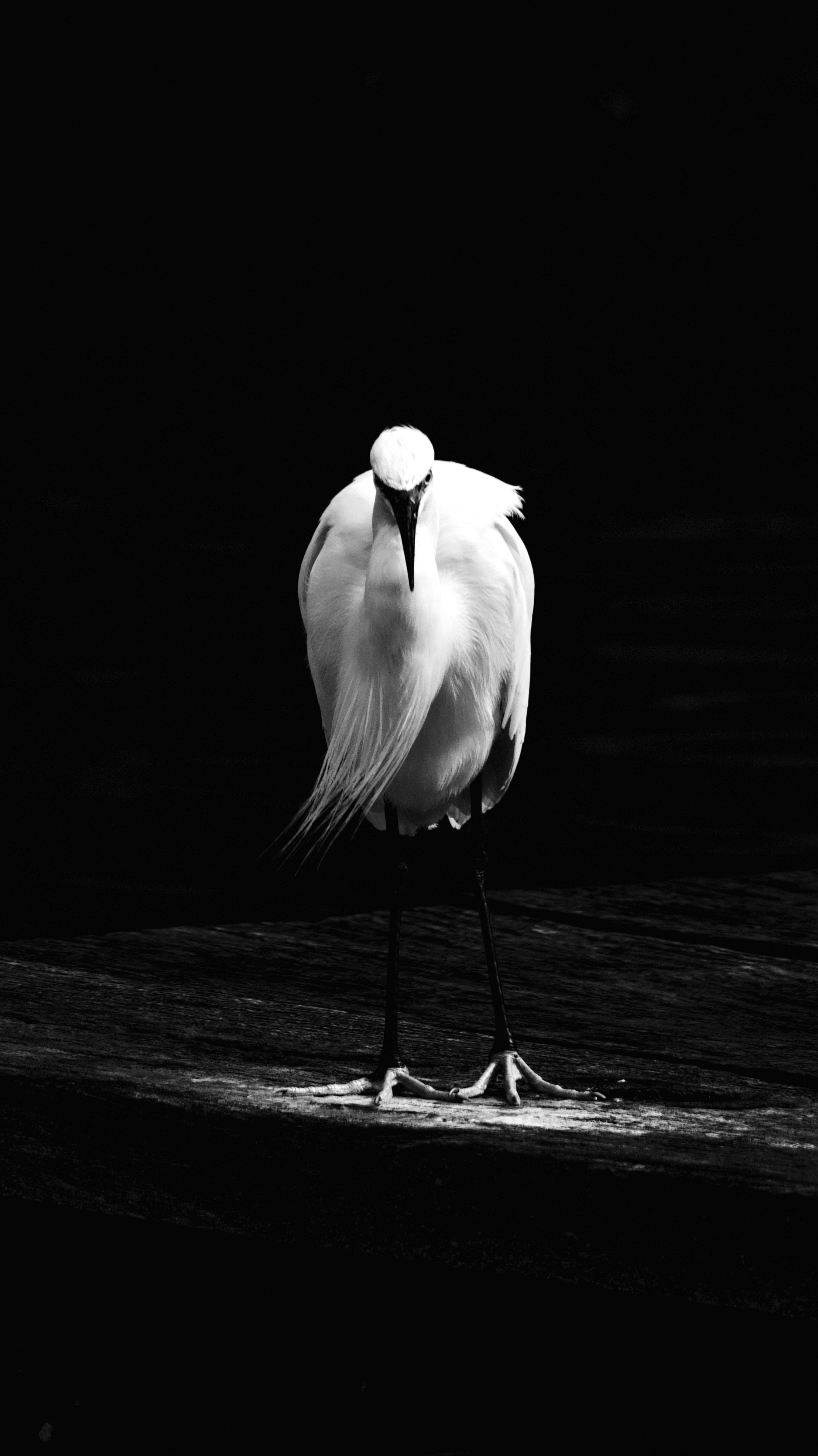 A white egret stands on a dark surface.