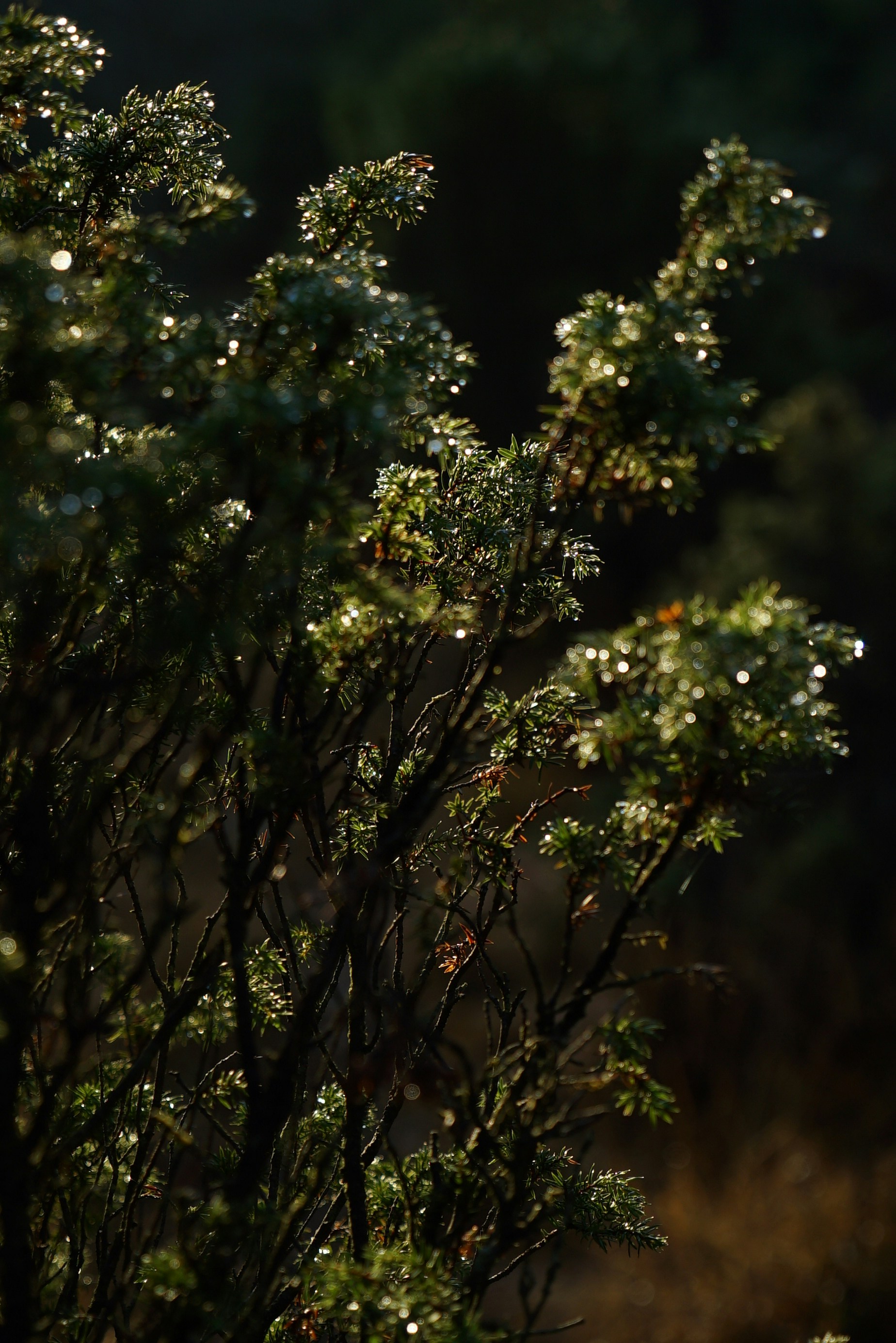 Photo by acinomferreira